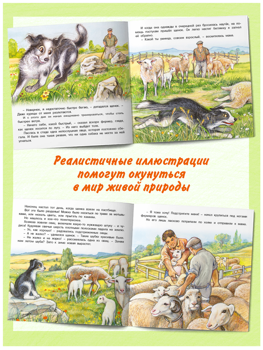 Комплект книг Фламинго Сказки для детей Рассказы о животных Приключения Лисенка Козленка Олененка Щенка - фото 3