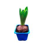 Гиацинт ЕТК в горшке