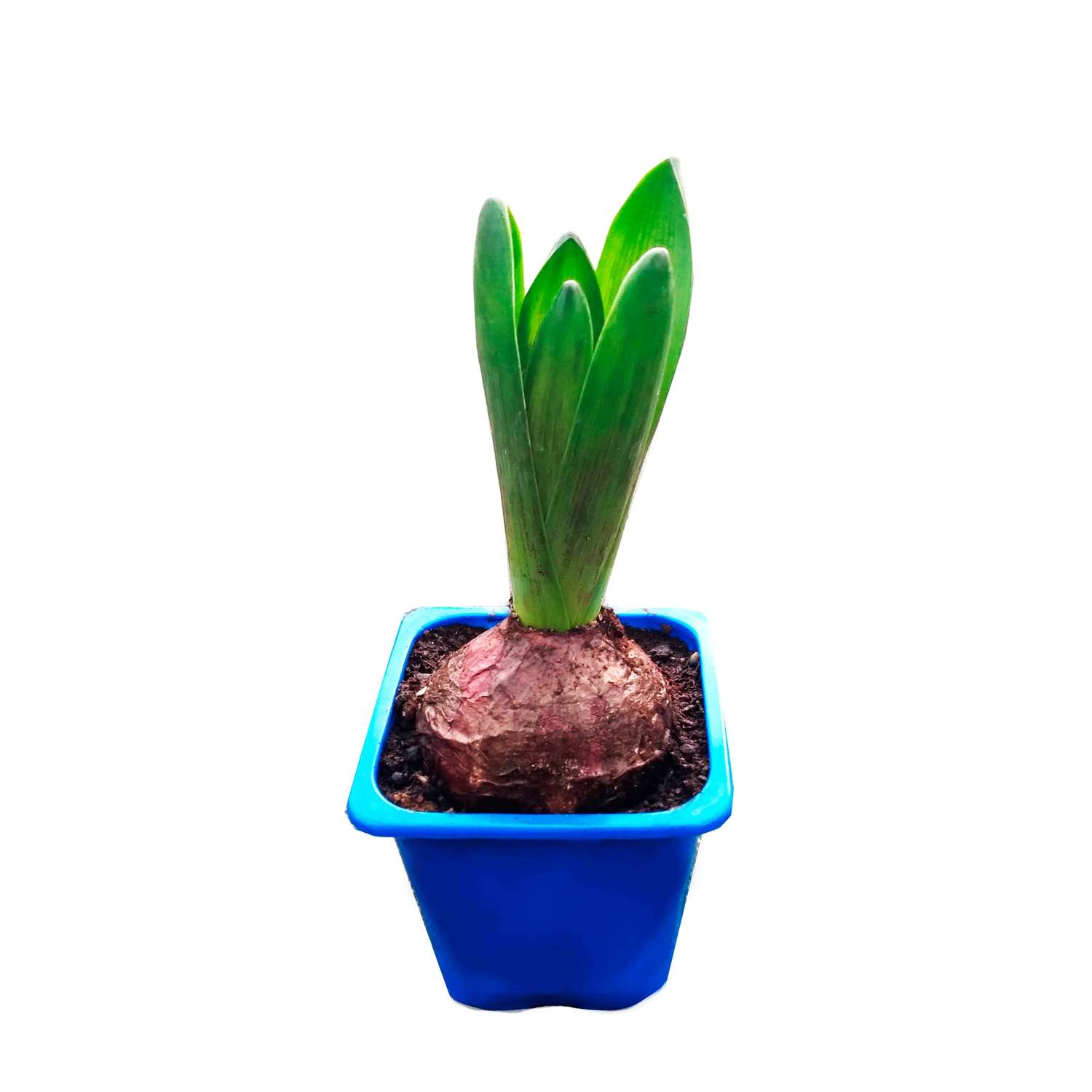 Гиацинт ЕТК в горшке - фото 1