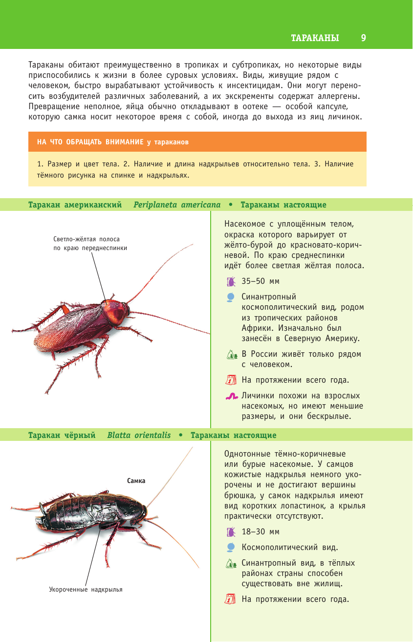 Книга АСТ насекомые России - фото 11