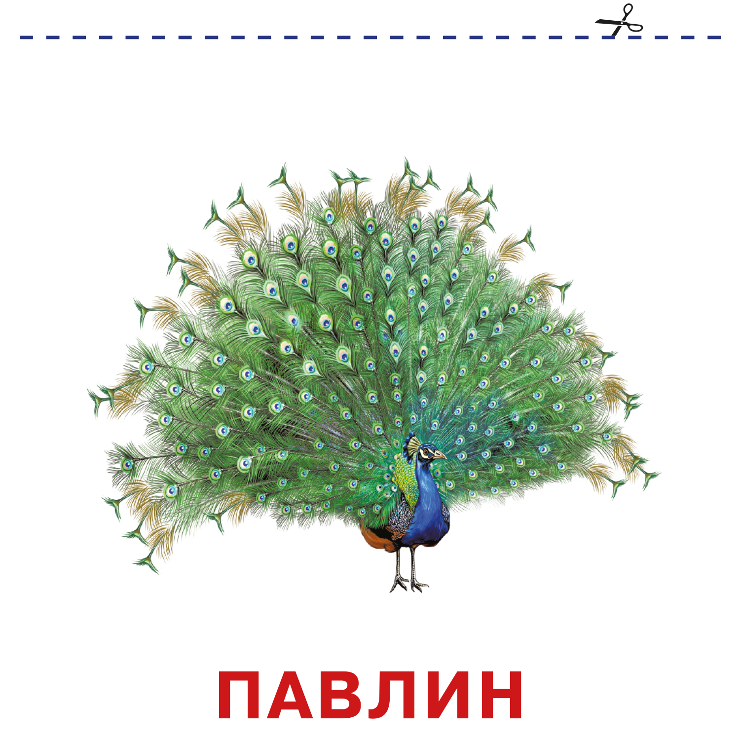 Книга карточки для малышей Зоопарк - фото 4