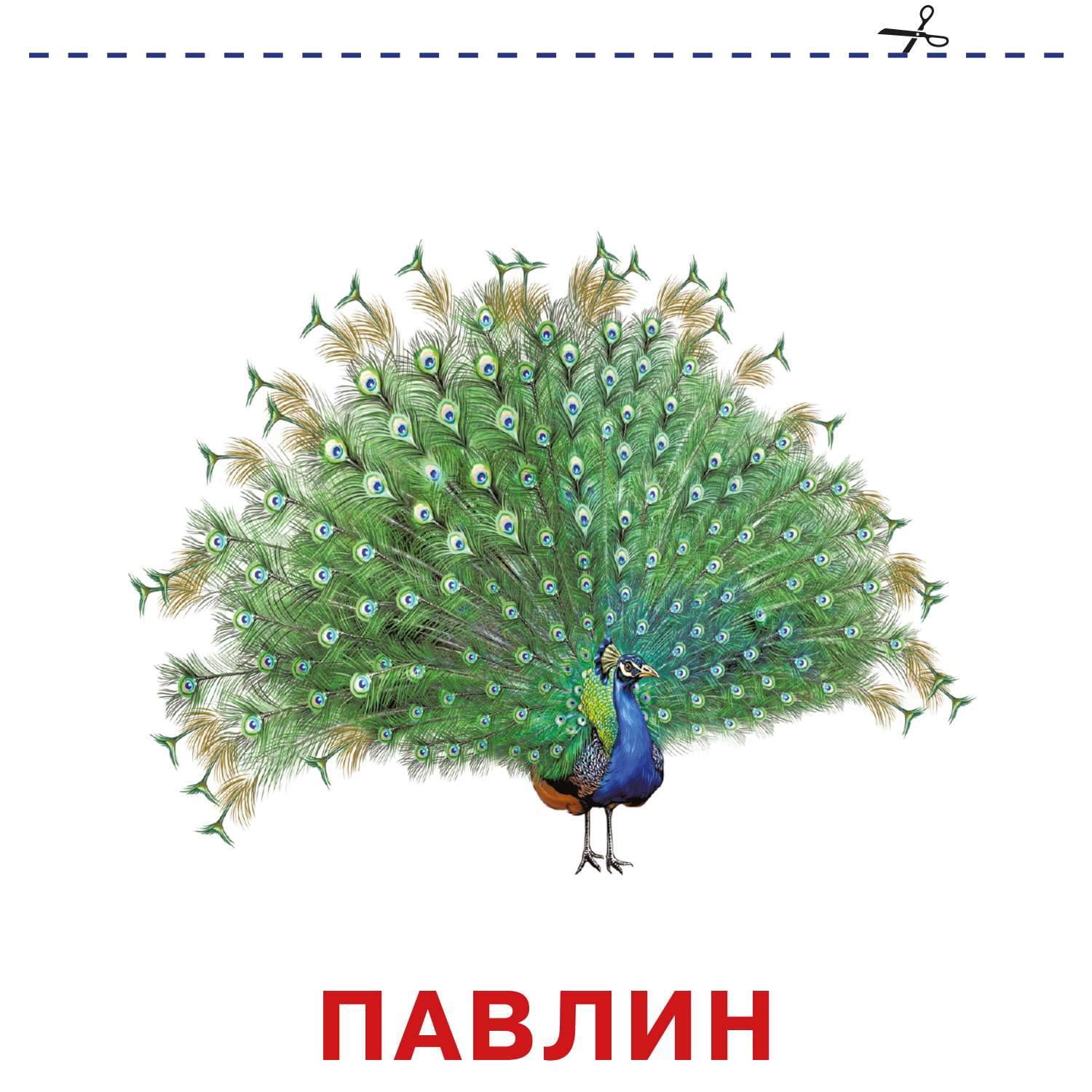 Книга карточки для малышей Зоопарк - фото 4
