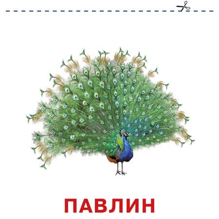 Книга карточки для малышей Зоопарк