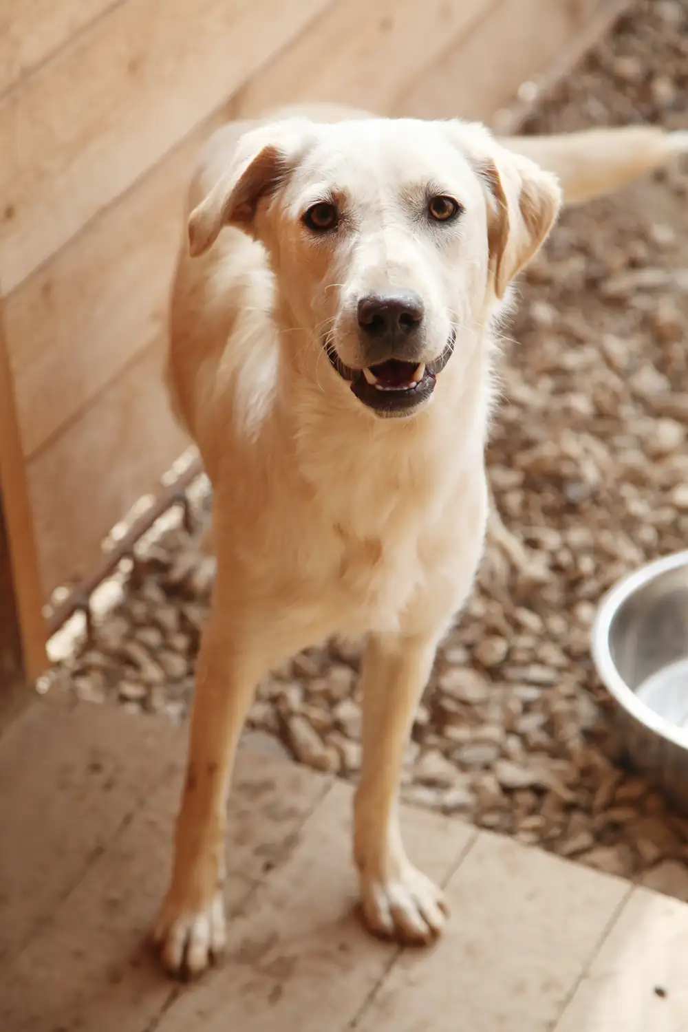 Собака Левка - фото 3