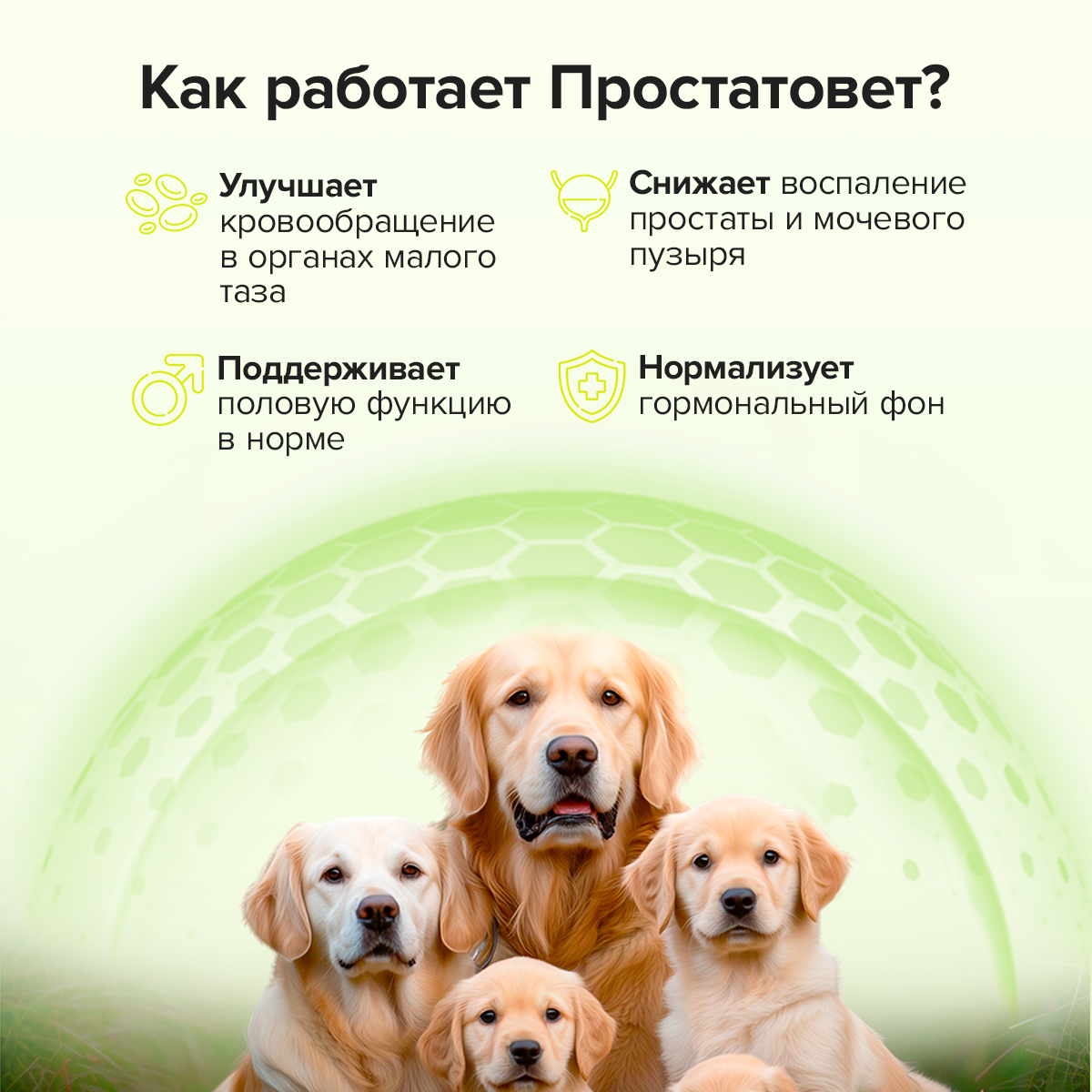 Кормовая добавка Pets health Простатовет для кобелей - фото 2