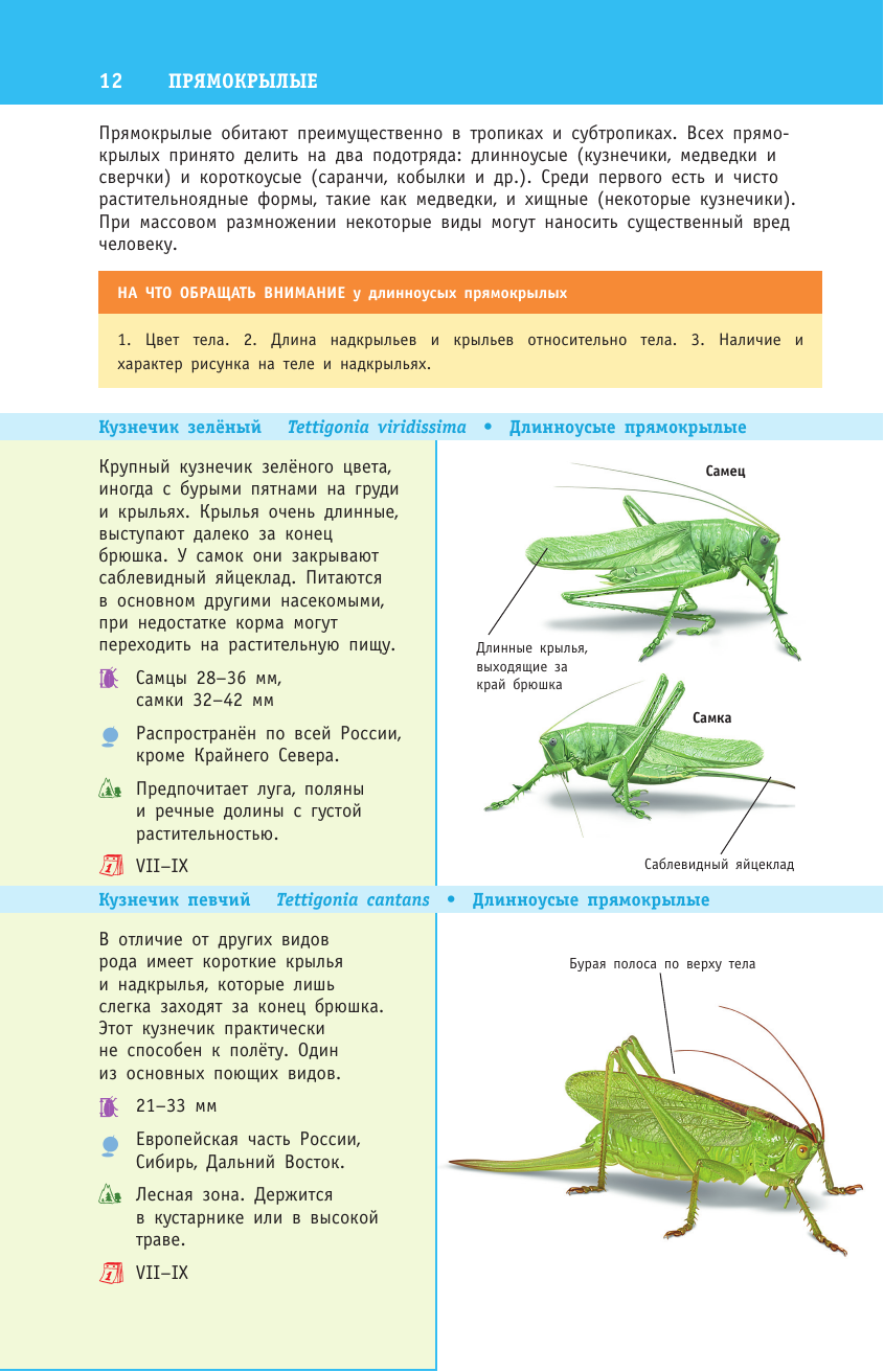 Книга АСТ насекомые России - фото 14