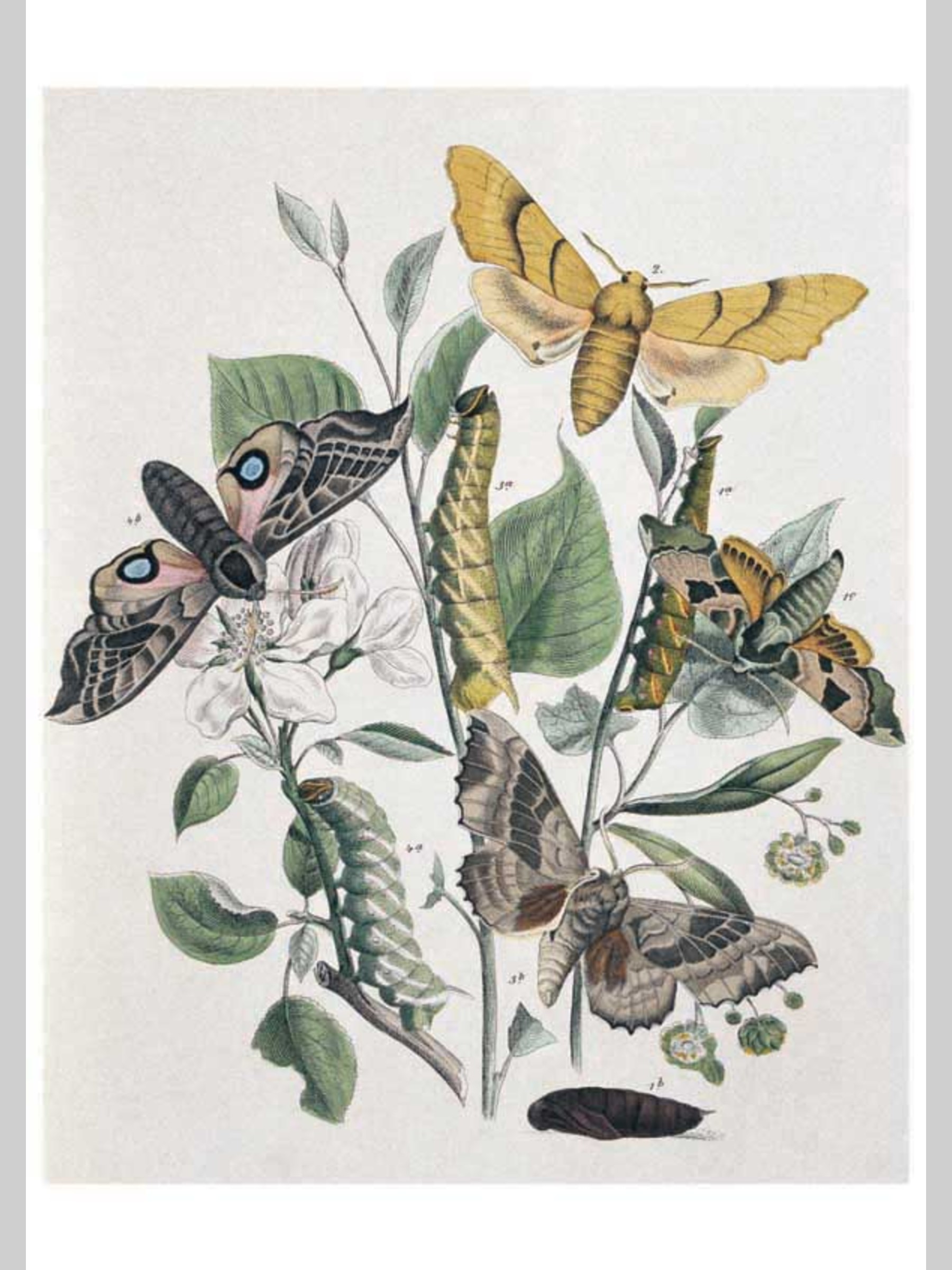 Набор открыток Белый город Бабочки Европы - фото 3