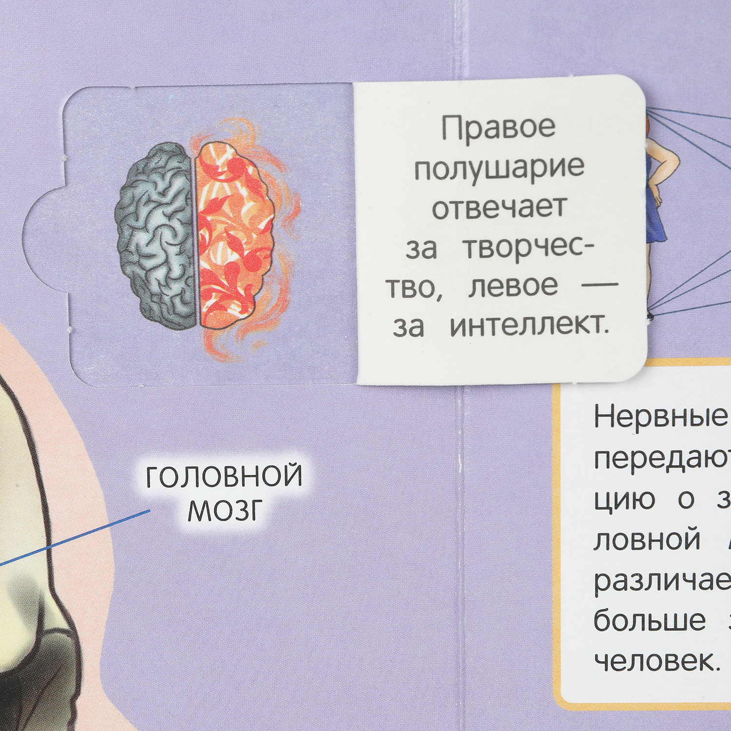Книга Тело человека 394204 - фото 6
