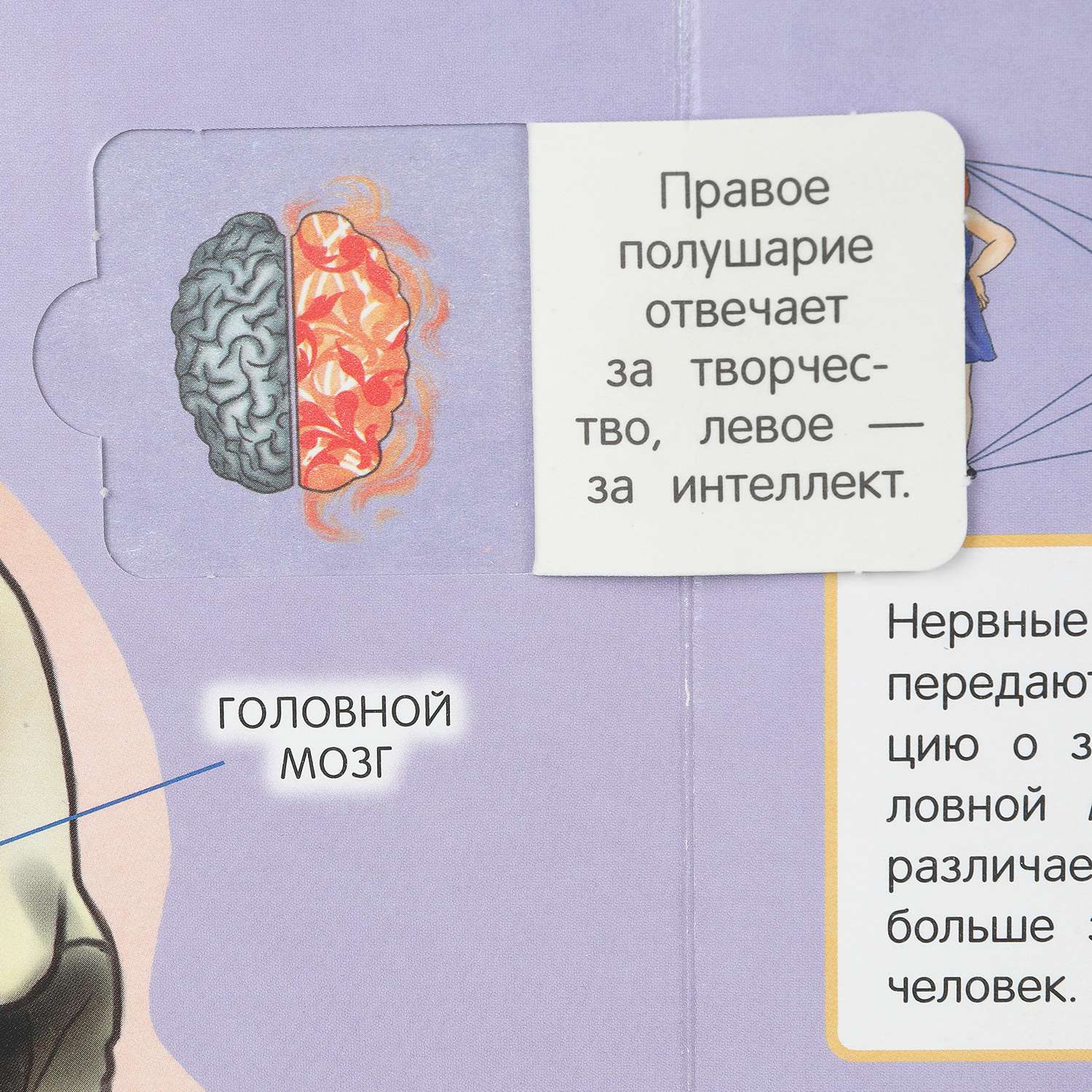 Книга Тело человека 394204 - фото 6