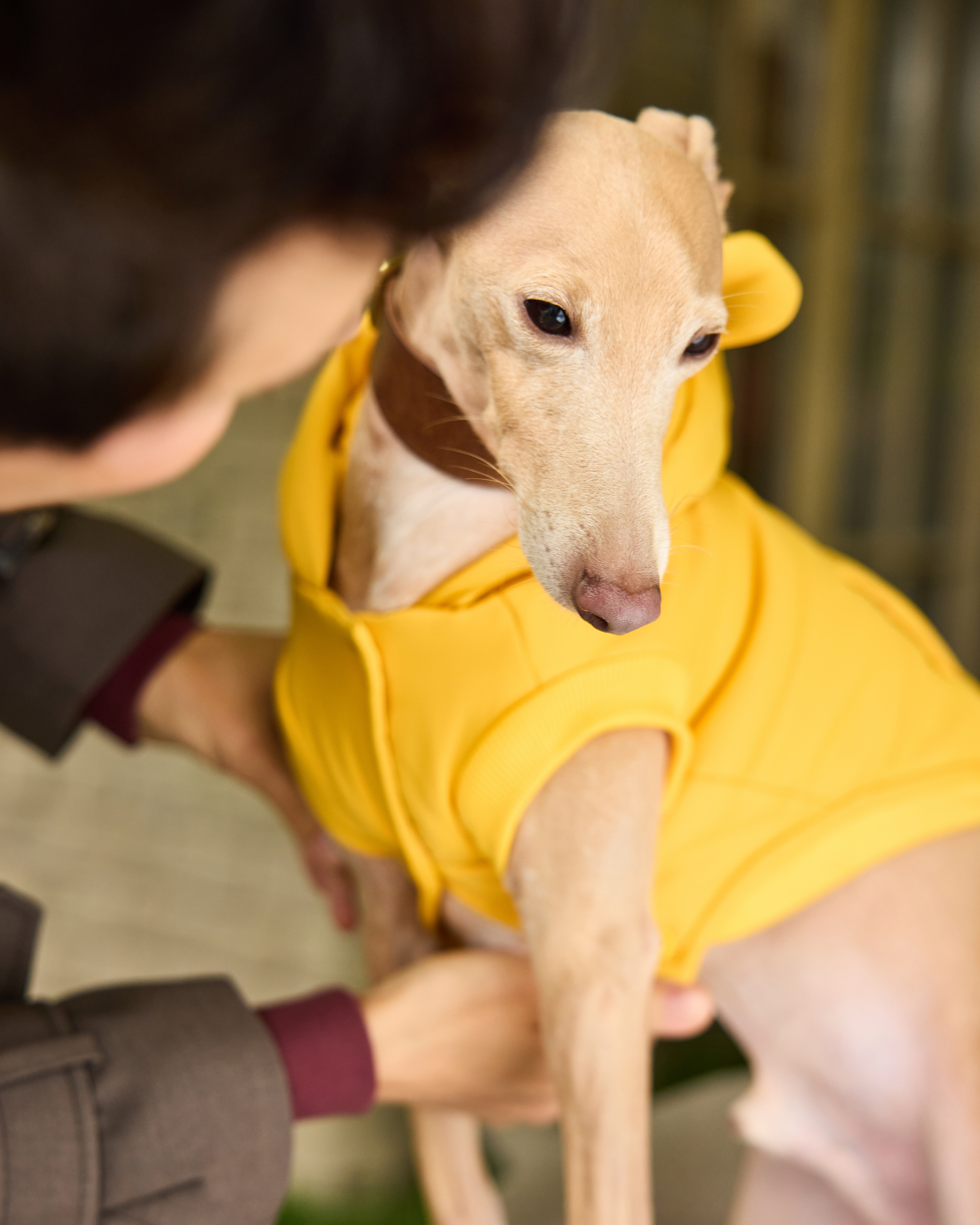 Жилет для собак и кошек Зоозавр - фото 13