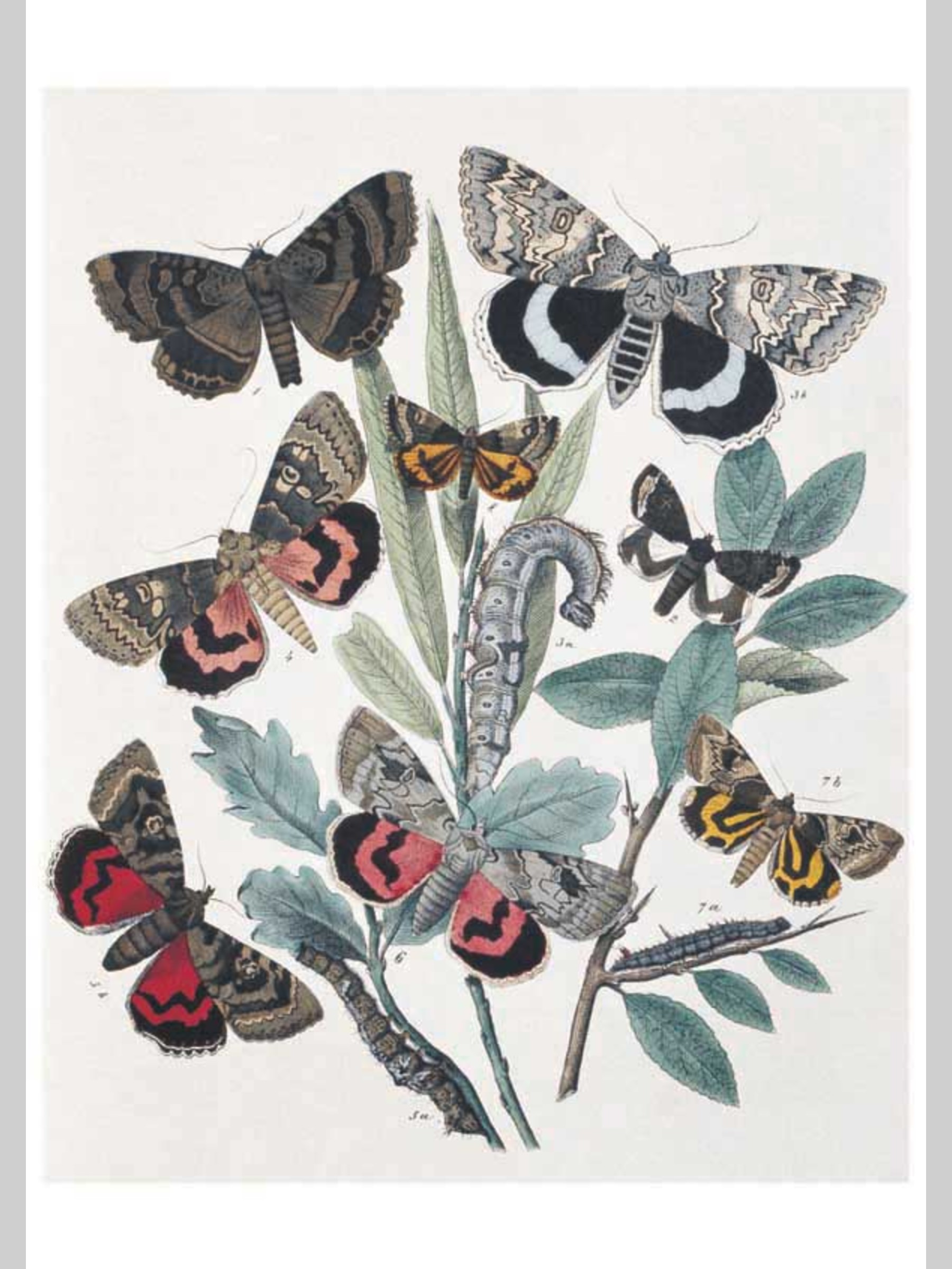 Набор открыток Белый город Бабочки Европы - фото 5