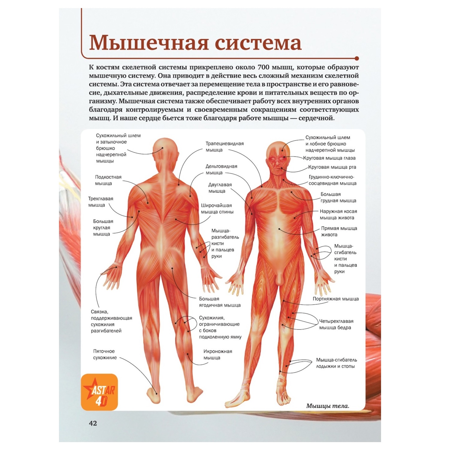 Энциклопедия АСТ 4D с дополнительной реальностью Человек - фото 5