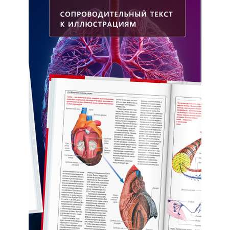 Книга Атлас анатомии человека Харвест основы строения и физиология