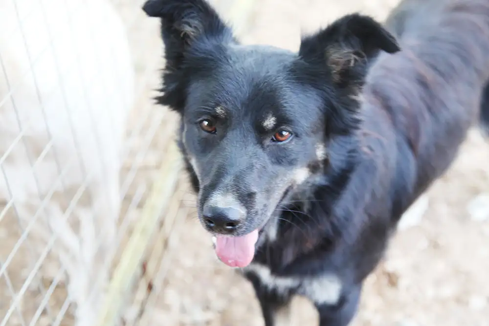 Собака Кэтрин - фото 5