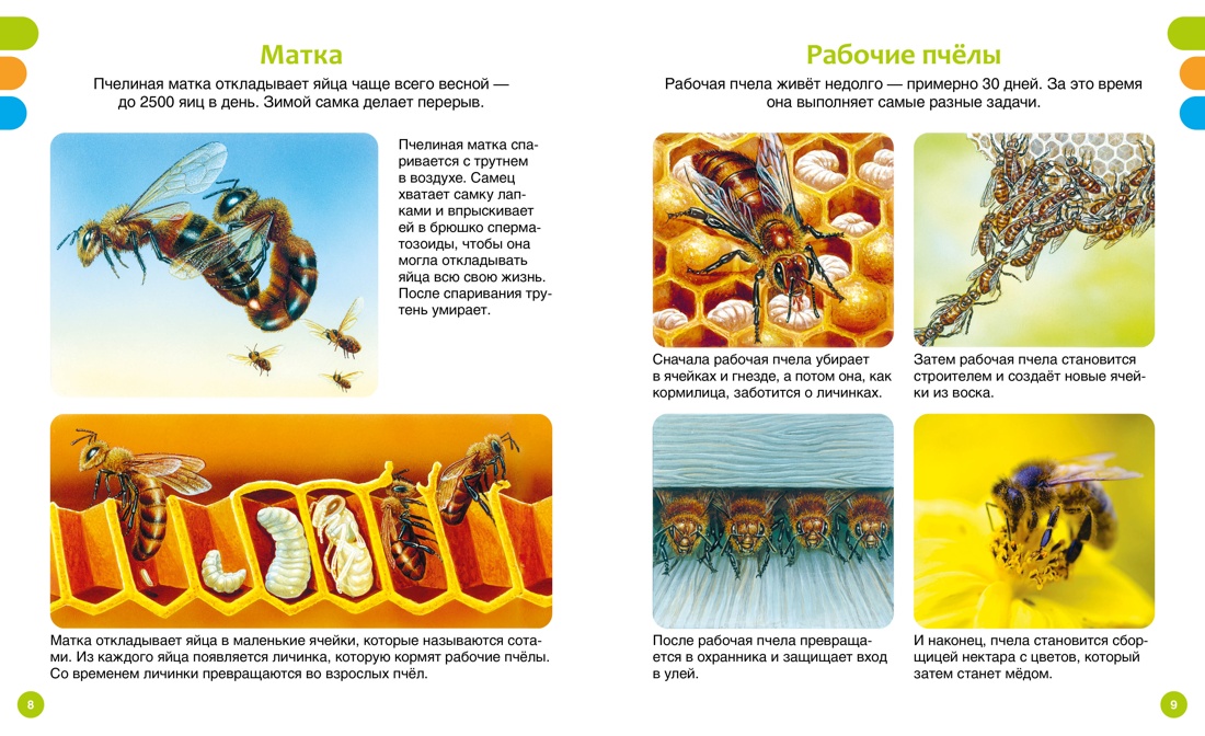 Книга Махаон ТПЭ. Дельфур Ж., Бомон Э. Животные-малютки - фото 4