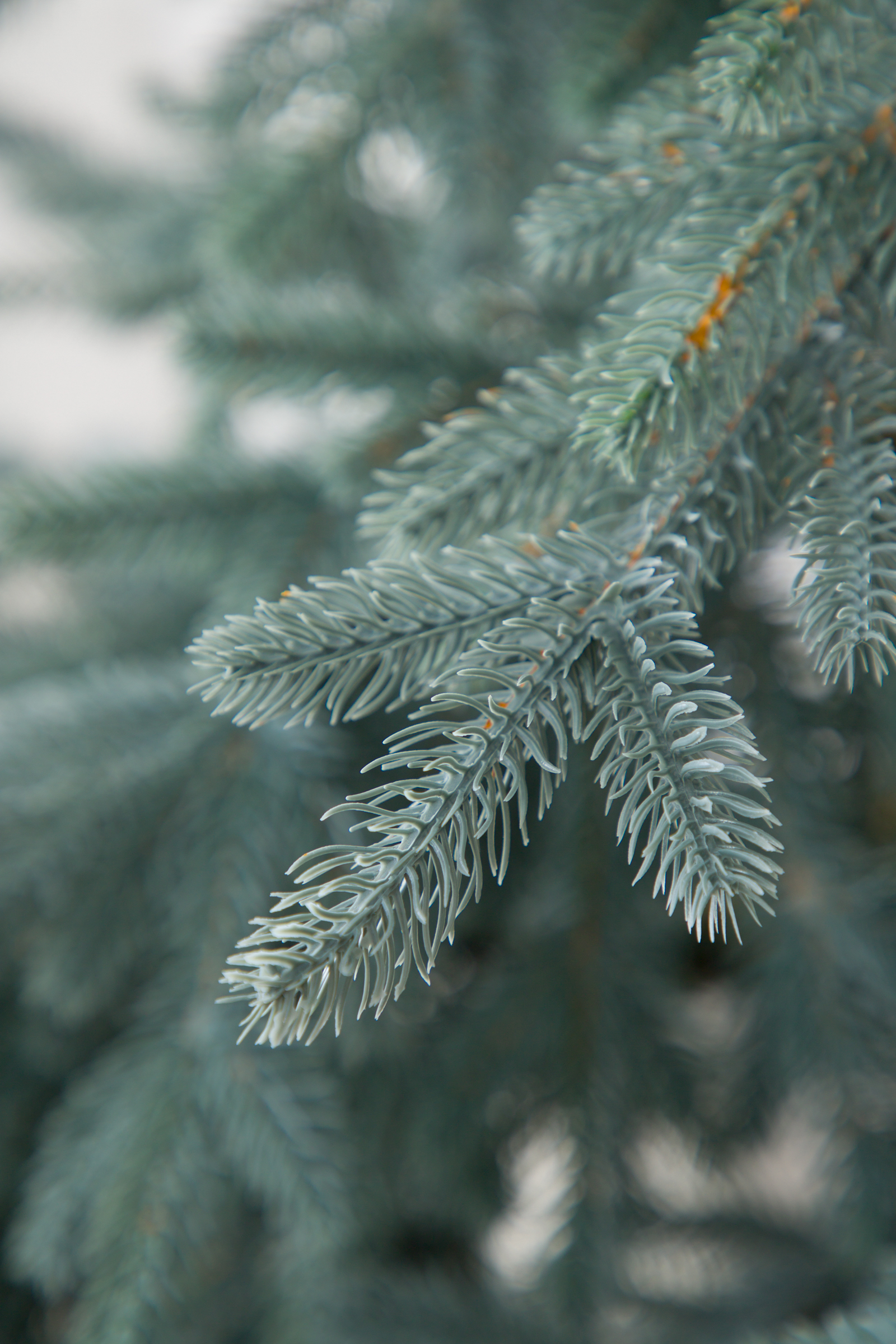 Ель Монарх цвет голубой Империя Ёлок 210 см - фото 3