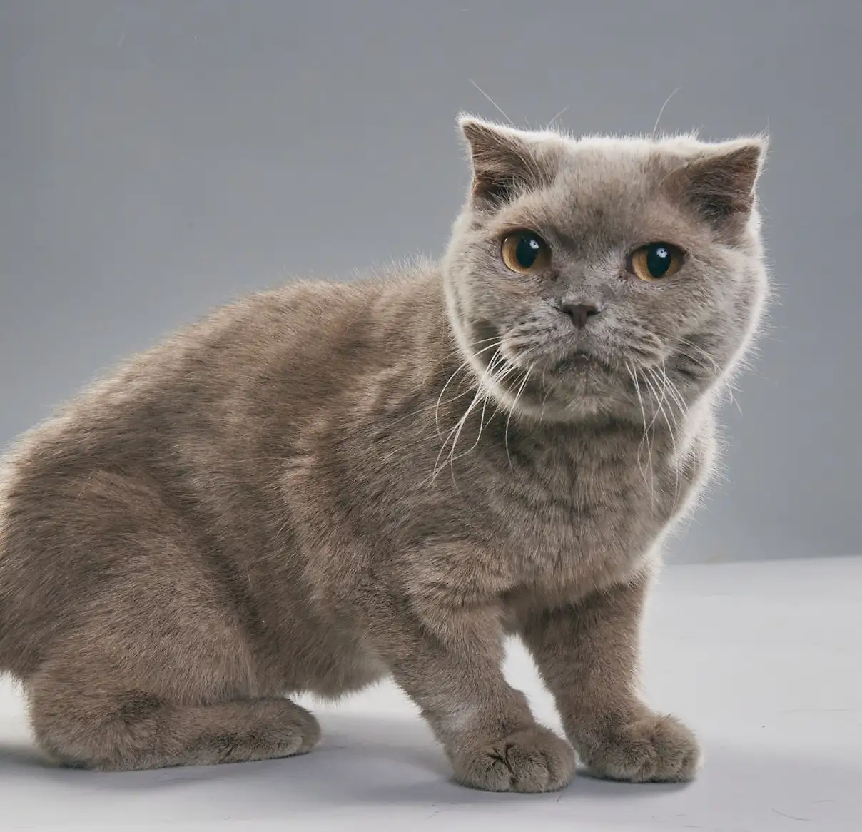 Кошка Шеба - фото 2