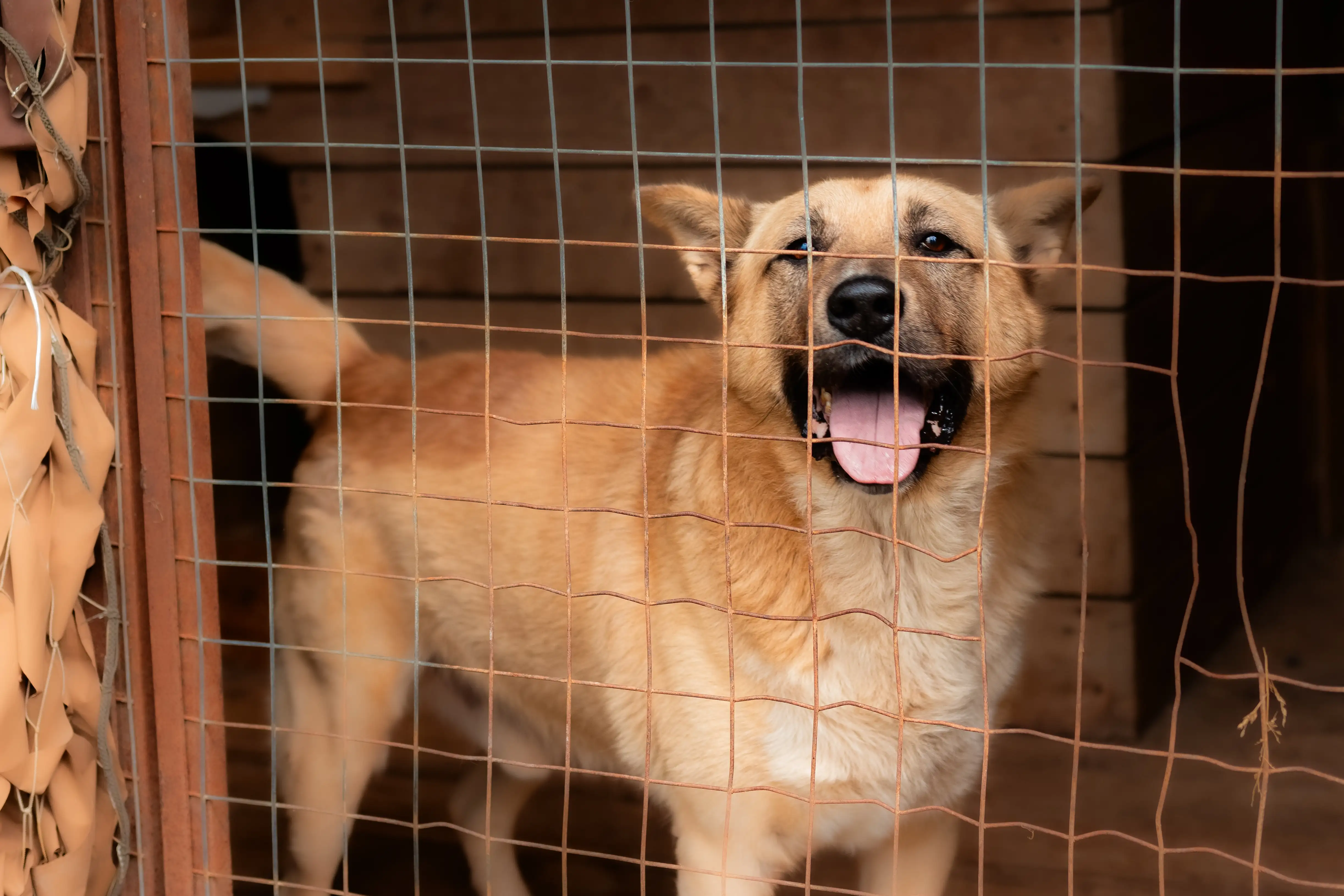 Собака Снежок - фото 2