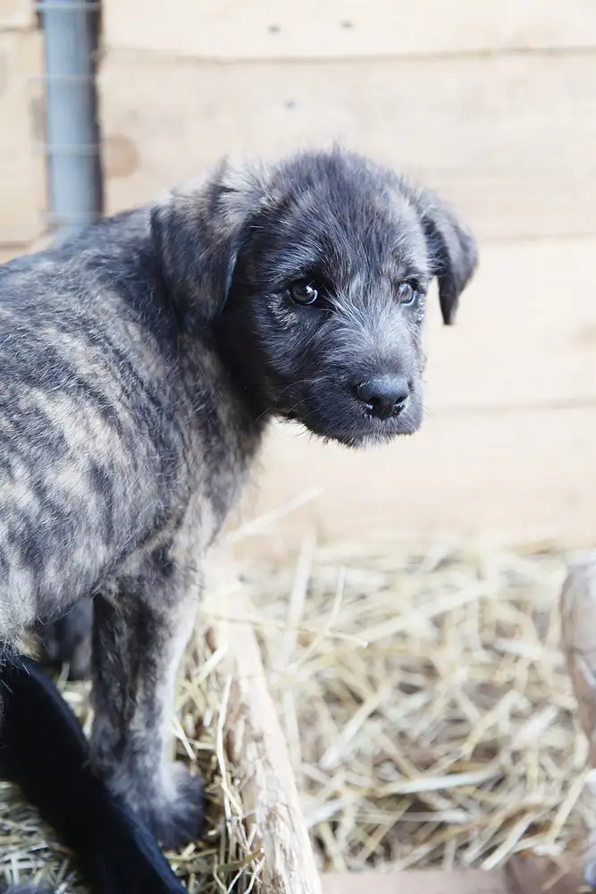 Собака Майло - фото 3