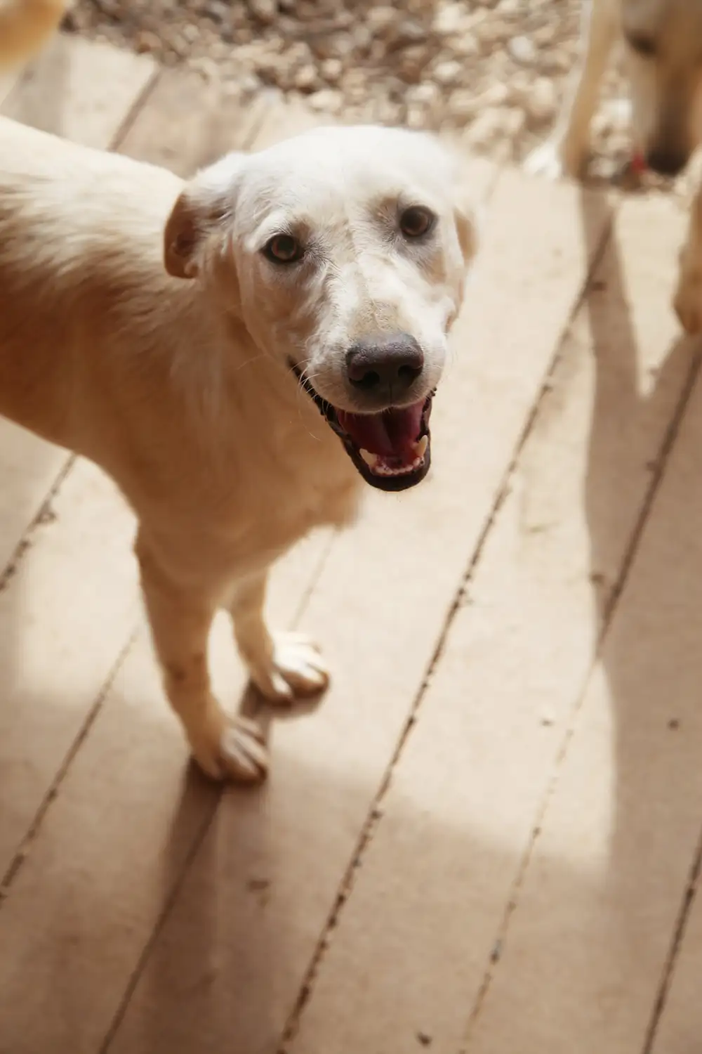 Собака Левка - фото 5