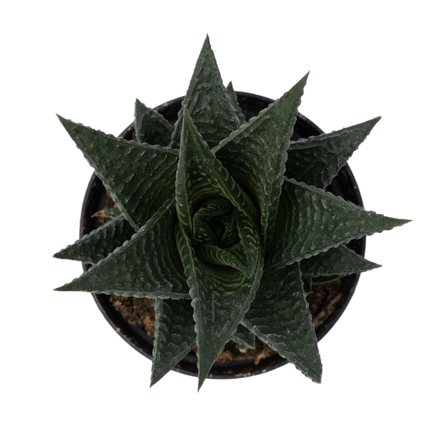 Растение ЕТК Суккуленты D7 в ассортименте - фото 20