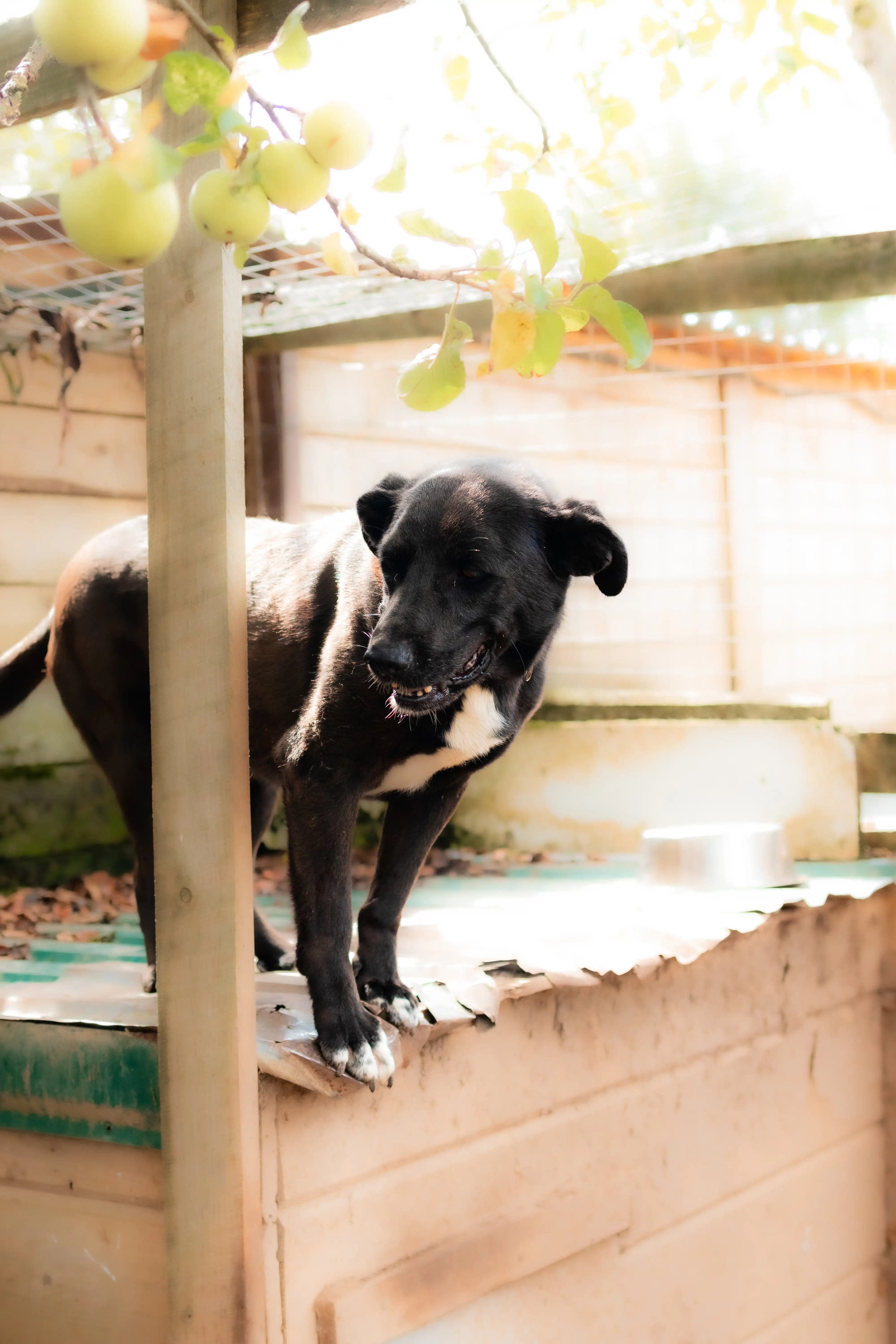 Собака Жуля - фото 1