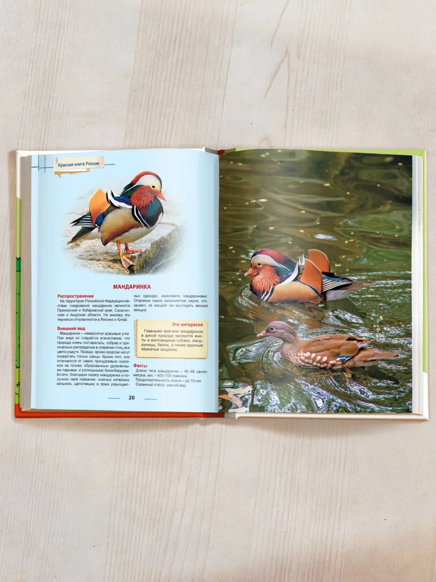 Книга Проф-Пресс Энциклопедия для детей. Красная книга России - фото 7