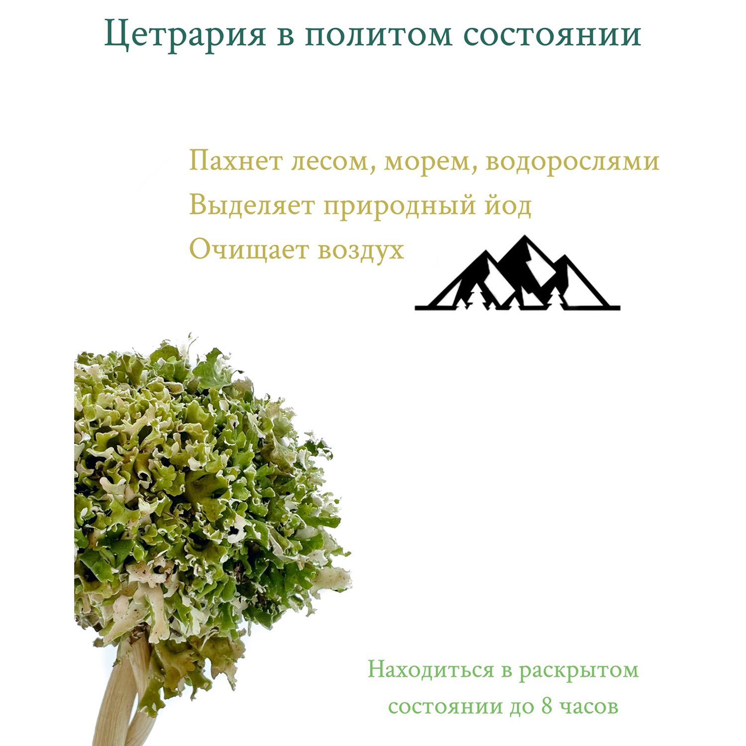 Дерево из цетрарии Cetraria 18 см - фото 3
