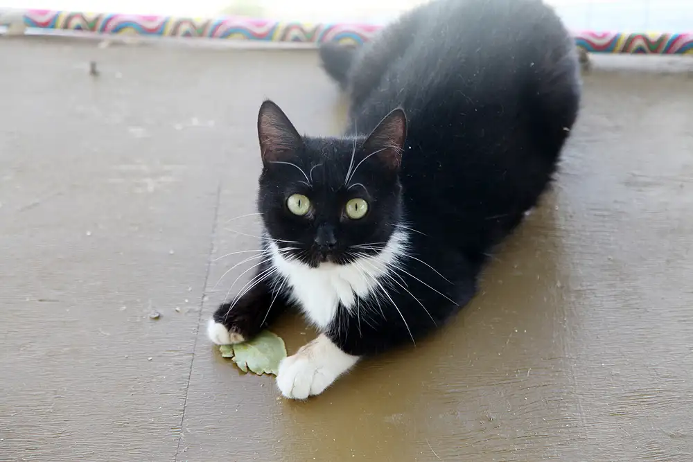 Кошка Молчунья - фото 5