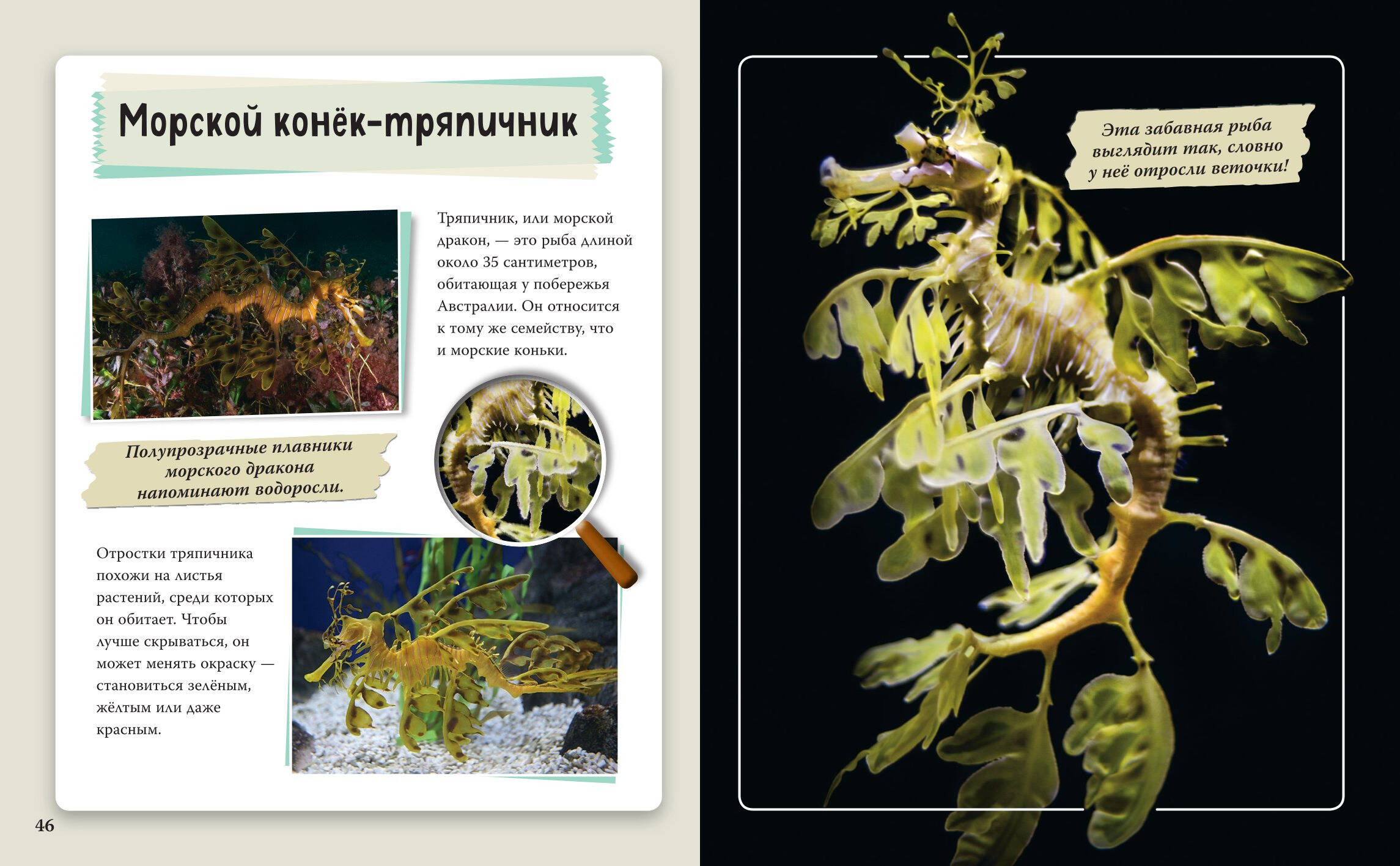 Книга Эксмо Удивительные животные нашей планеты - фото 11
