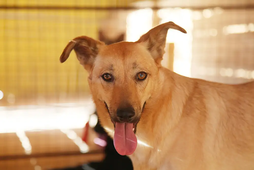 Собака Лесси - фото 5