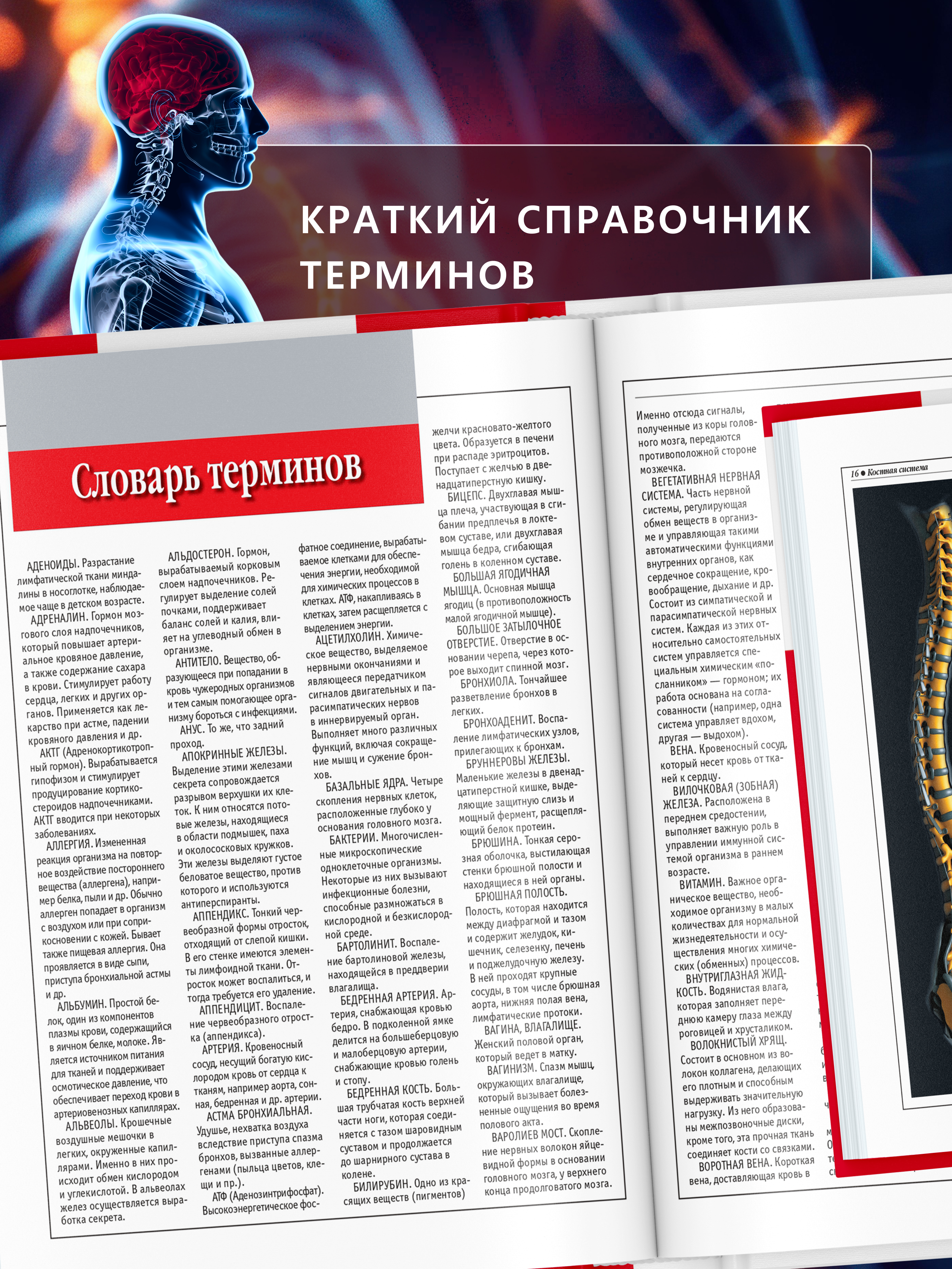 Книга Атлас анатомии человека Харвест основы строения и физиология - фото 8