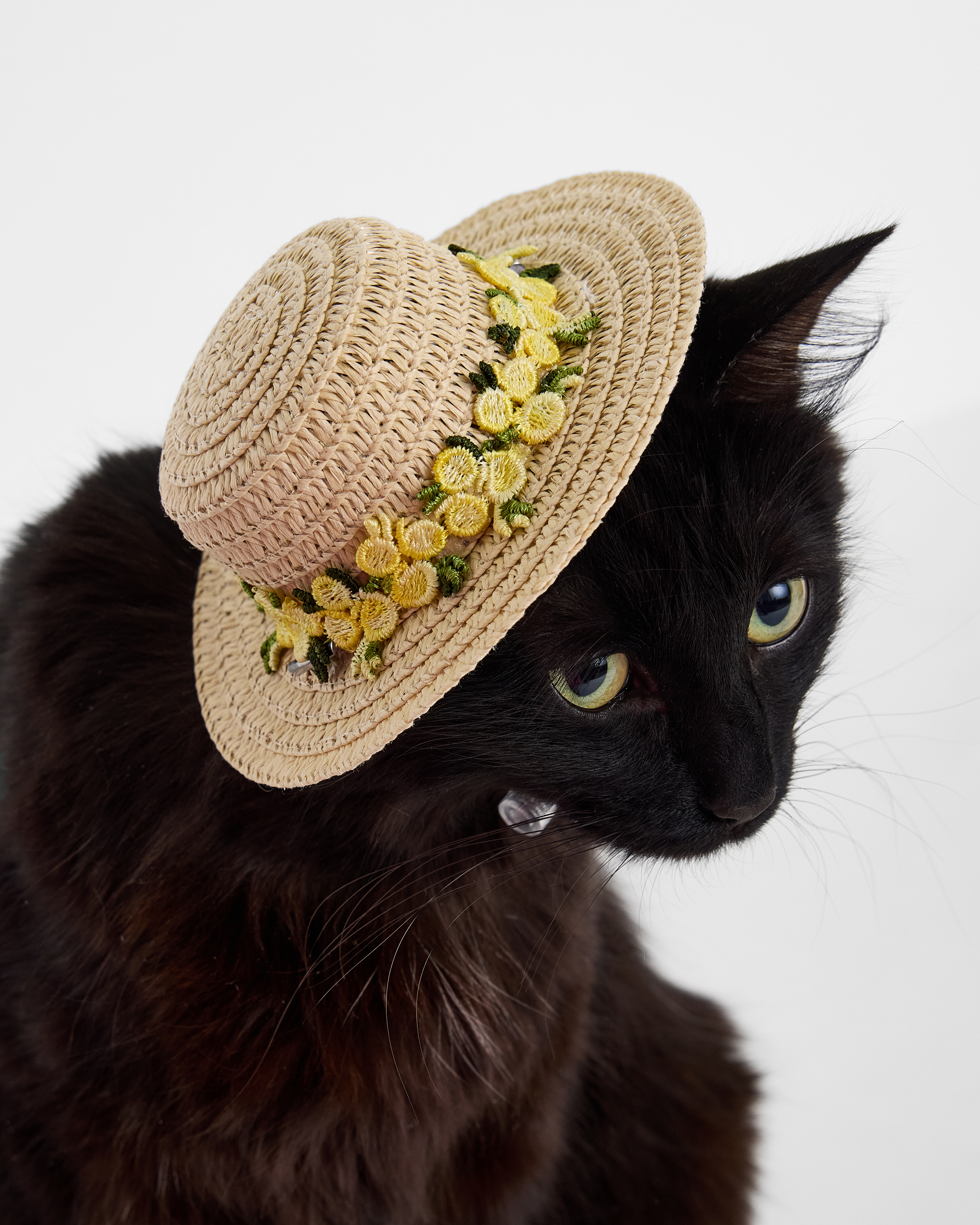 Изображение товара Шляпа для собак и кошек Зоозавр: S