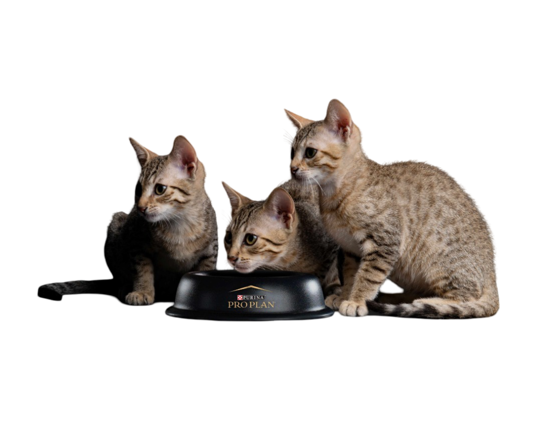 Сухой корм PRO PLAN OptiStart Sterilised Kitten - фото 3