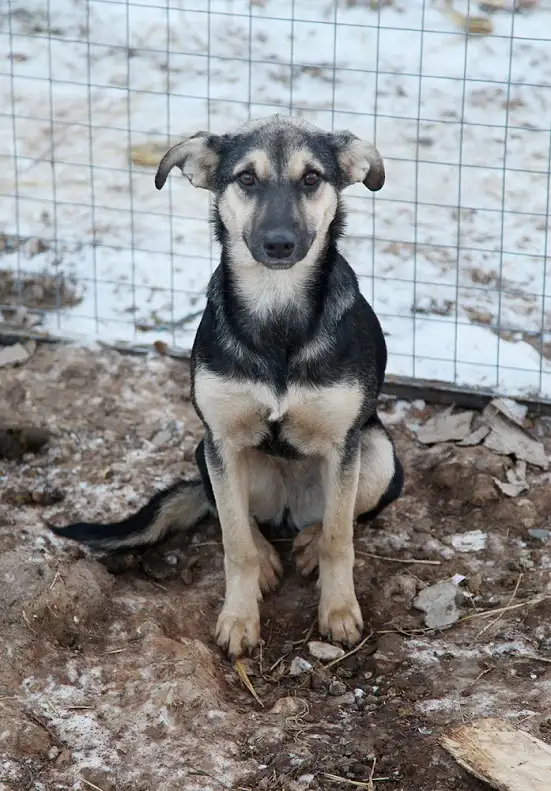 Собака Ивеко - фото 3