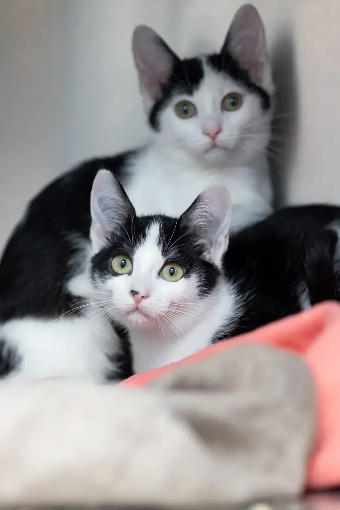 Кошка Смородинка - фото 5