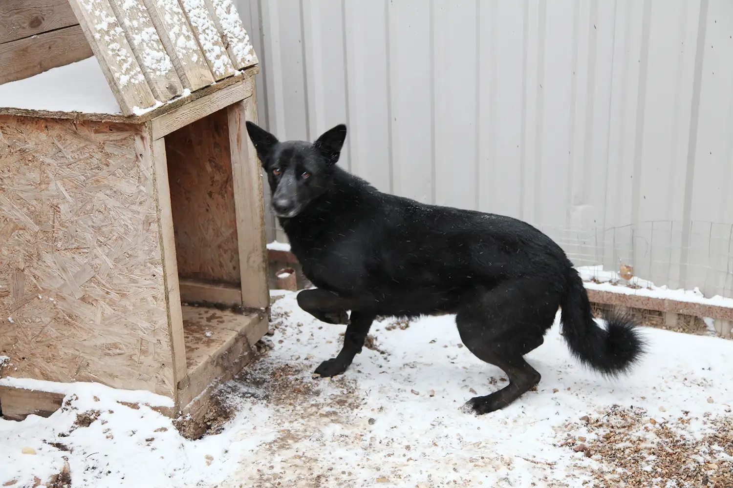 Собака Гала - фото 4