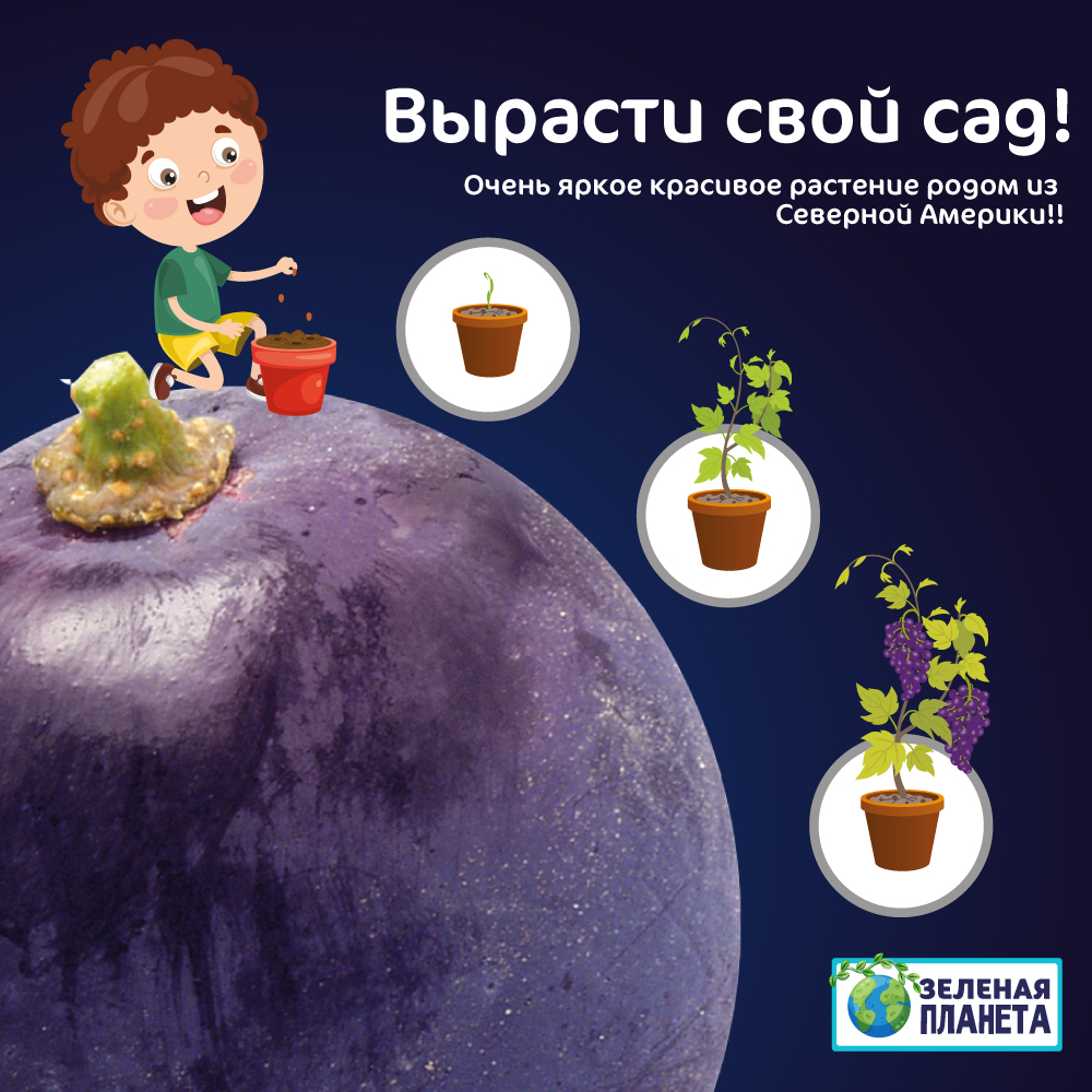 Набор для выращивания ЗЕЛЕНАЯ ПЛАНЕТА - фото 5