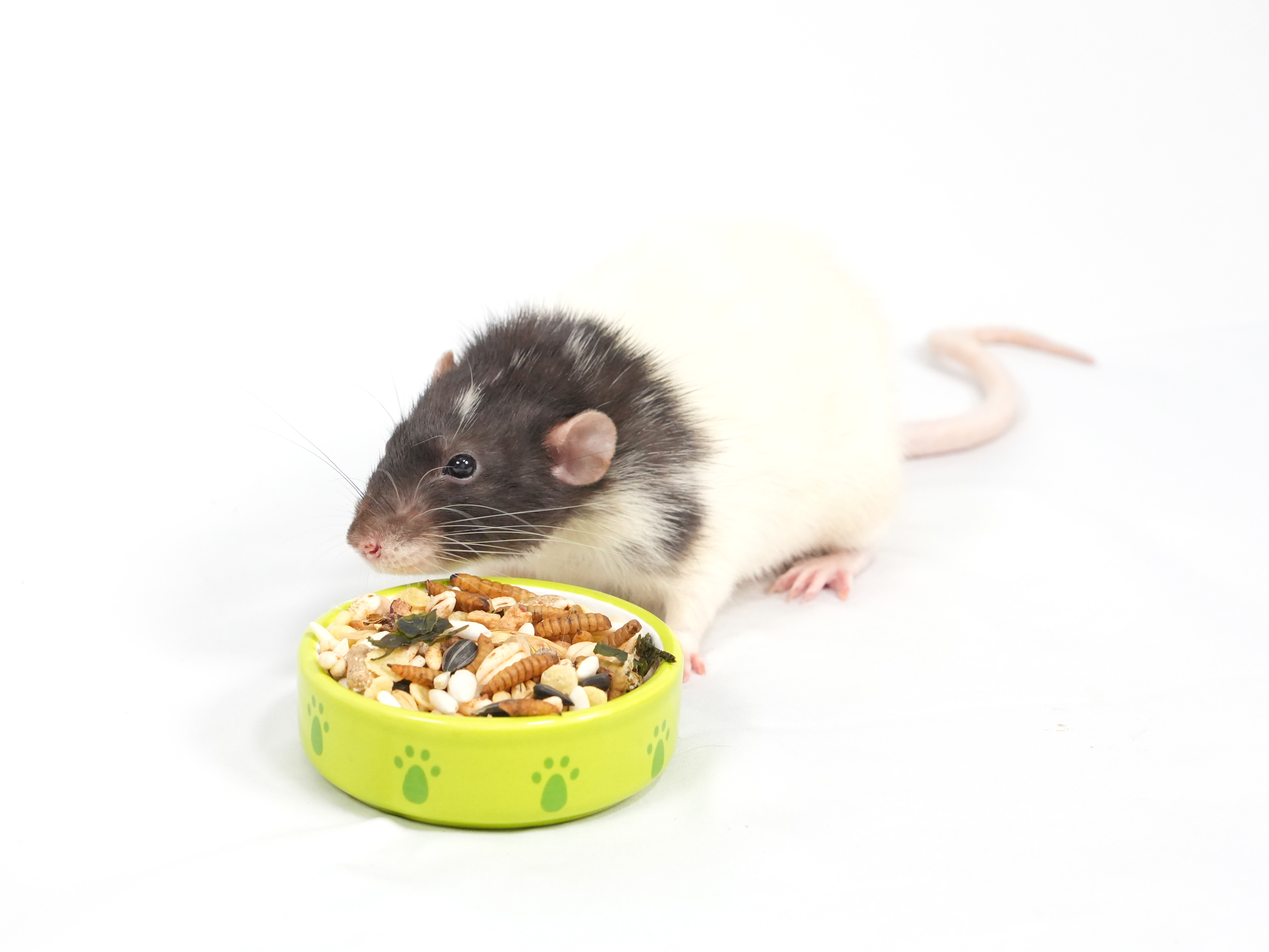 Корм для крыс и мышей Bambini Pets 800г - фото 7