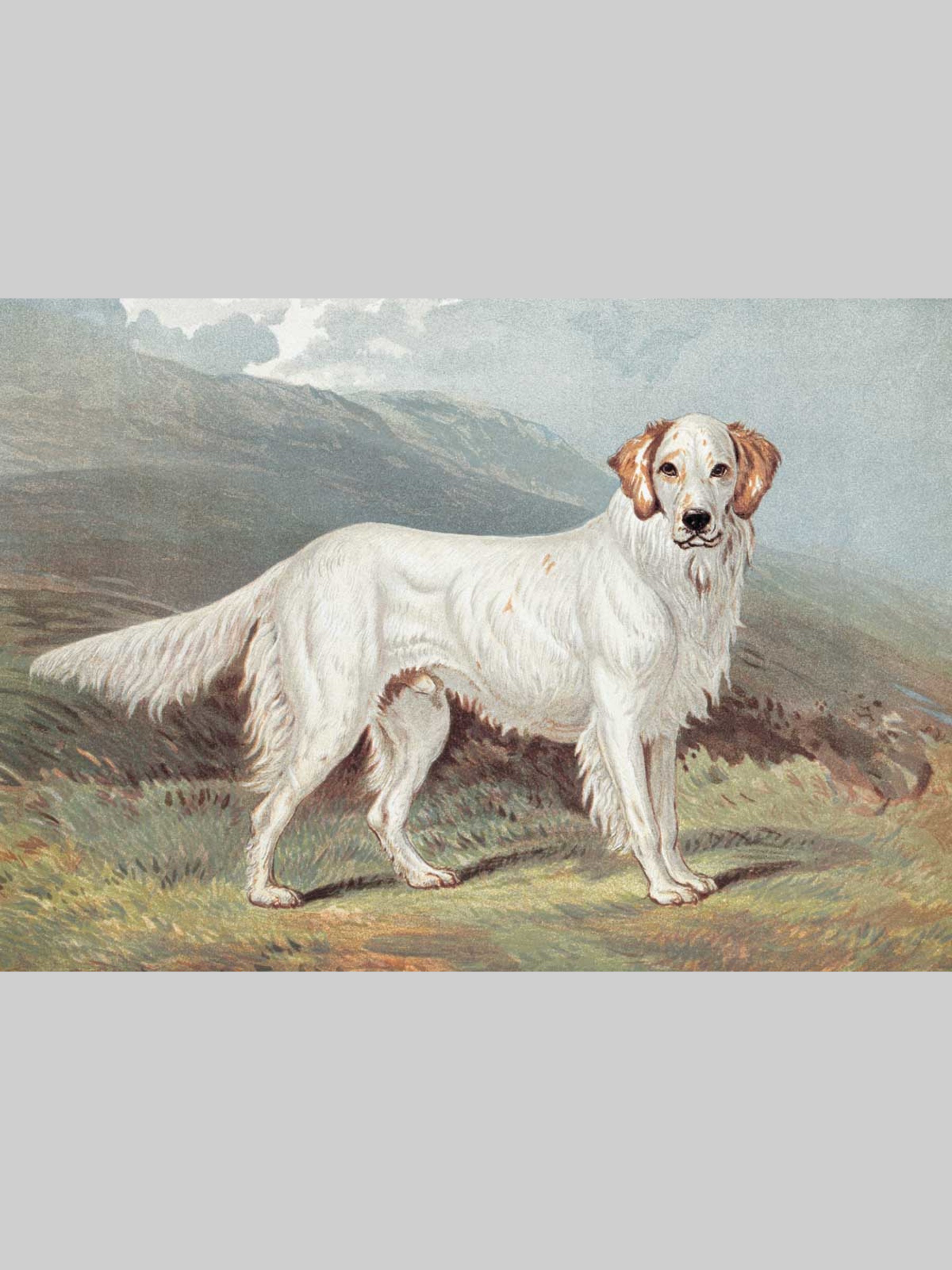 Набор открыток Белый город Собаки - фото 2