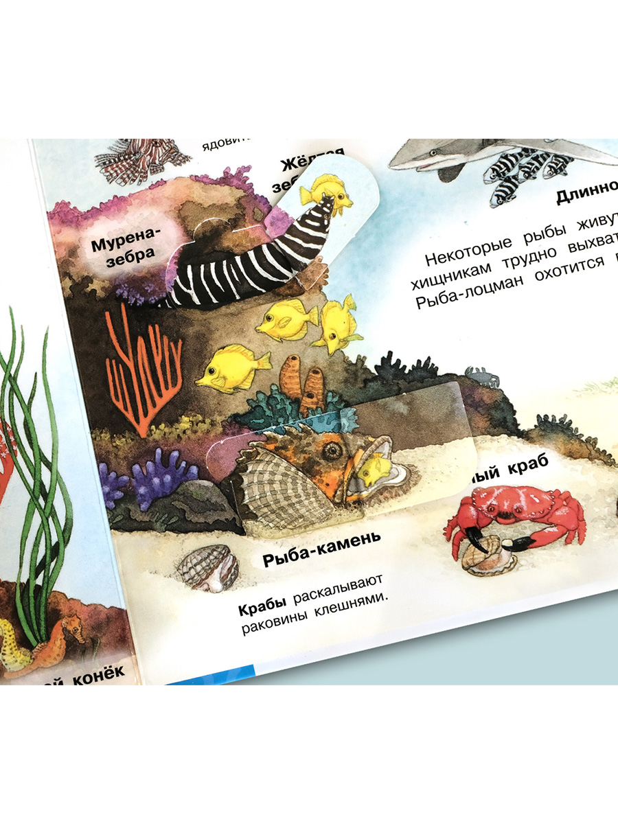 Книга Омега-Пресс Энциклопедия для детей с окошками Мир морских животных - фото 17