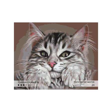 Картина по номерам Ты Гений! Котенок