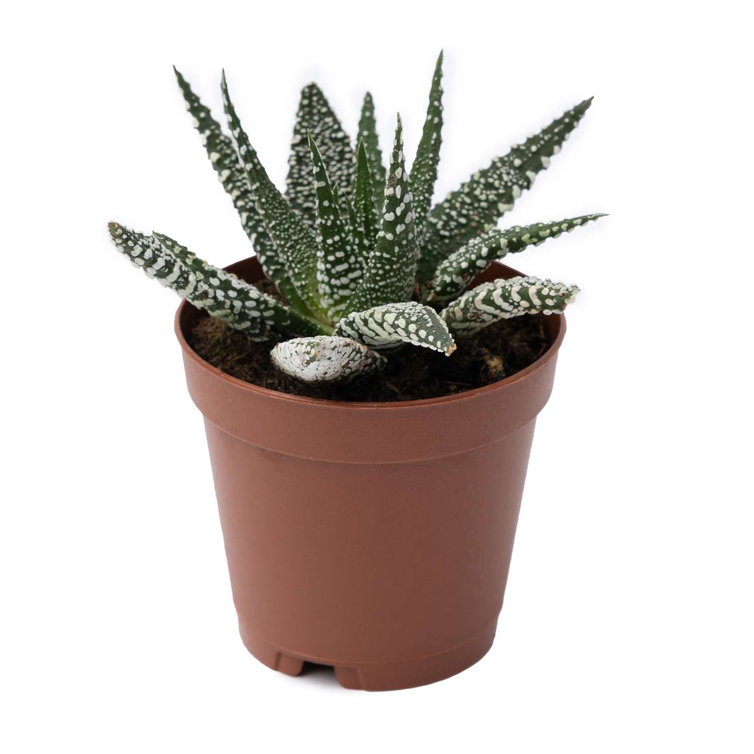 Растение ЕТК Суккуленты D5.5 в ассортименте - фото 19