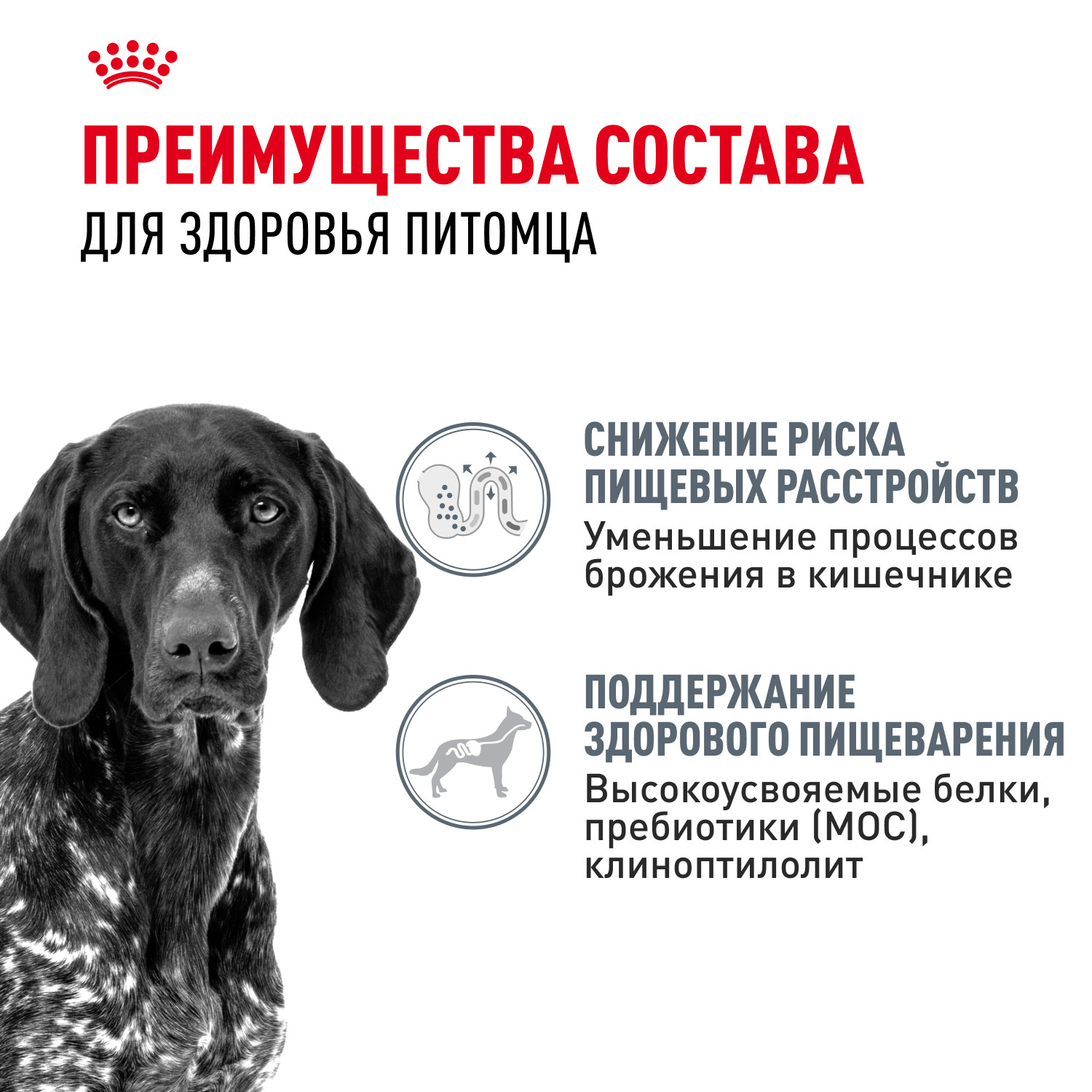 Корм для собак ROYAL CANIN Maxi Digestive Care крупных пород с чувствительным пищеварением 3кг - фото 3