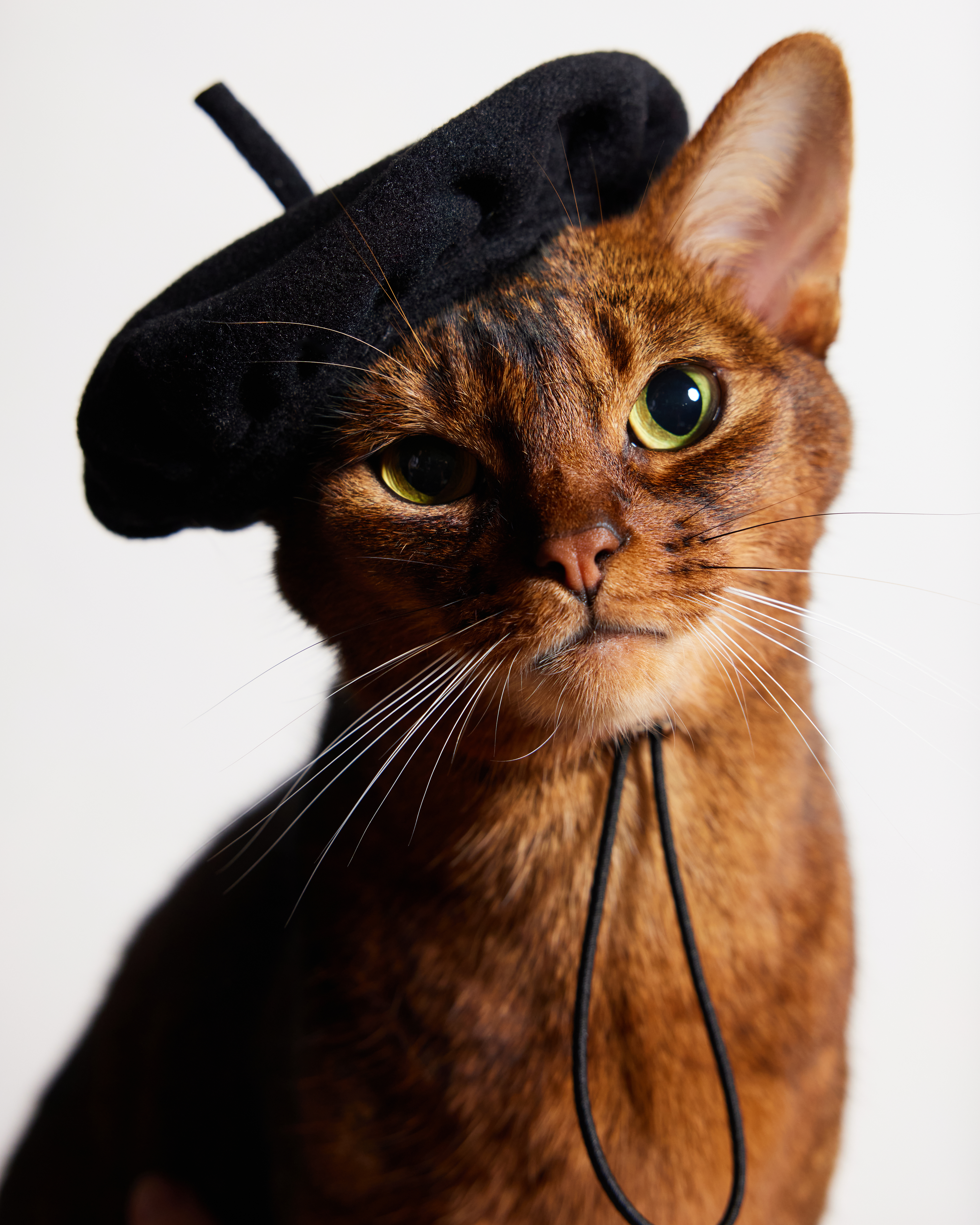 Берет для собак и кошек Зоозавр - фото 1