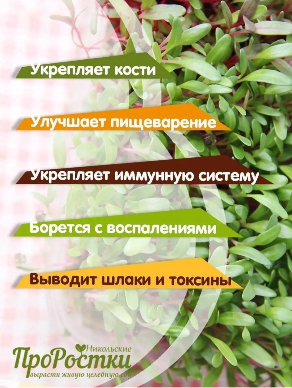 Семена для микрозелени MegaMedia мангольд - фото 4