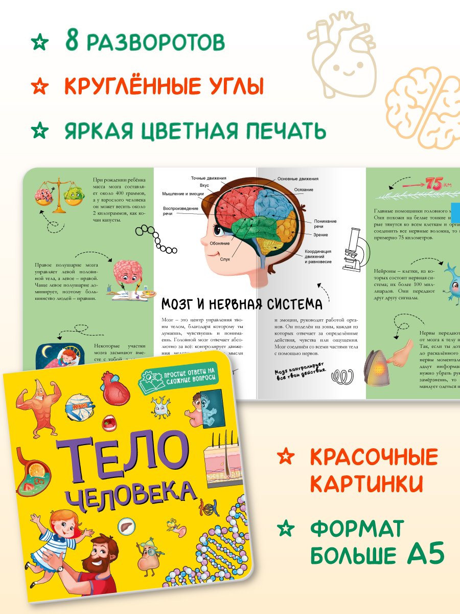 Книжка картонная Проф-Пресс энциклопедия Тело человека - фото 5