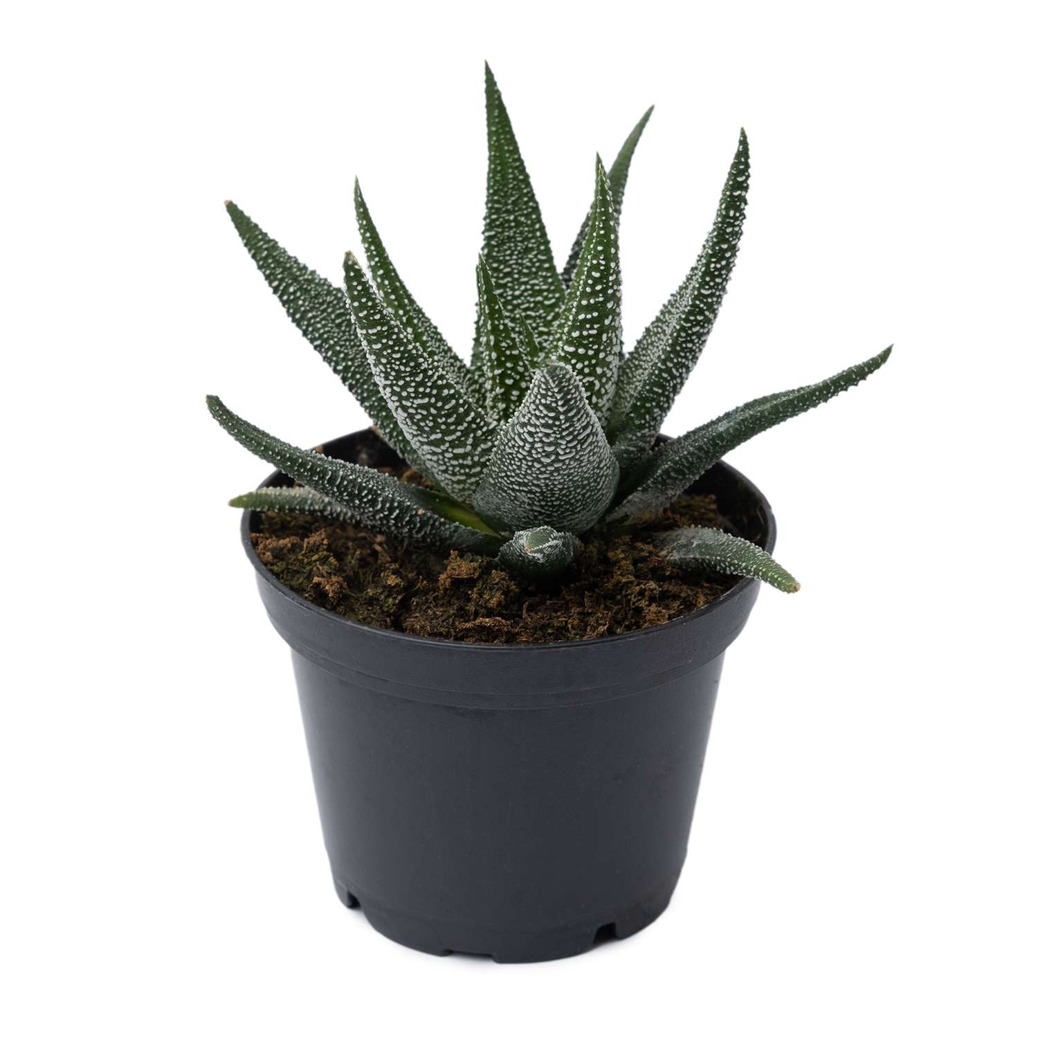 Растение ЕТК Суккуленты D7 в ассортименте - фото 17