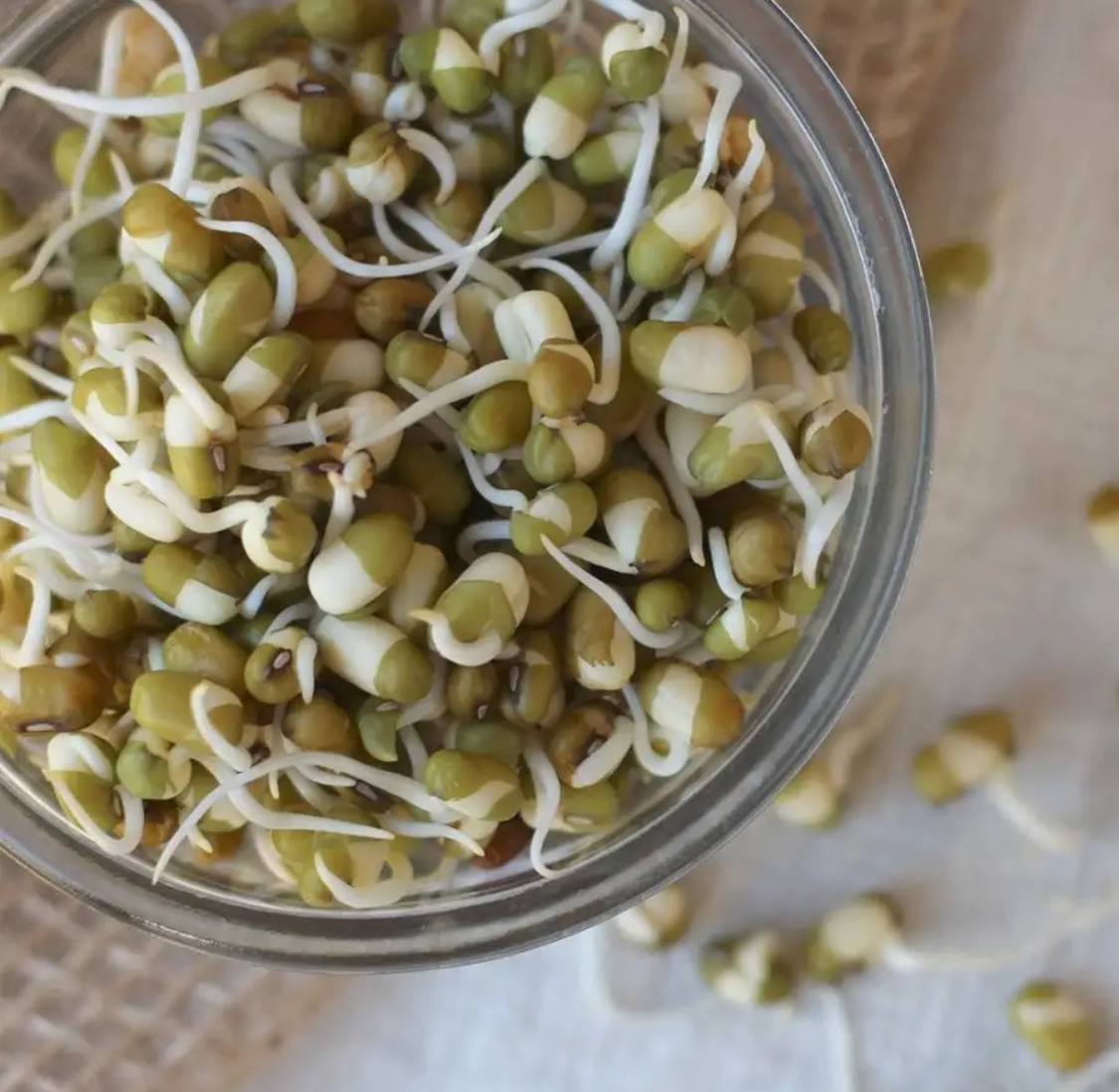 Семена для микрозелени Никольские ПроРостки бобы Мунг - фото 2