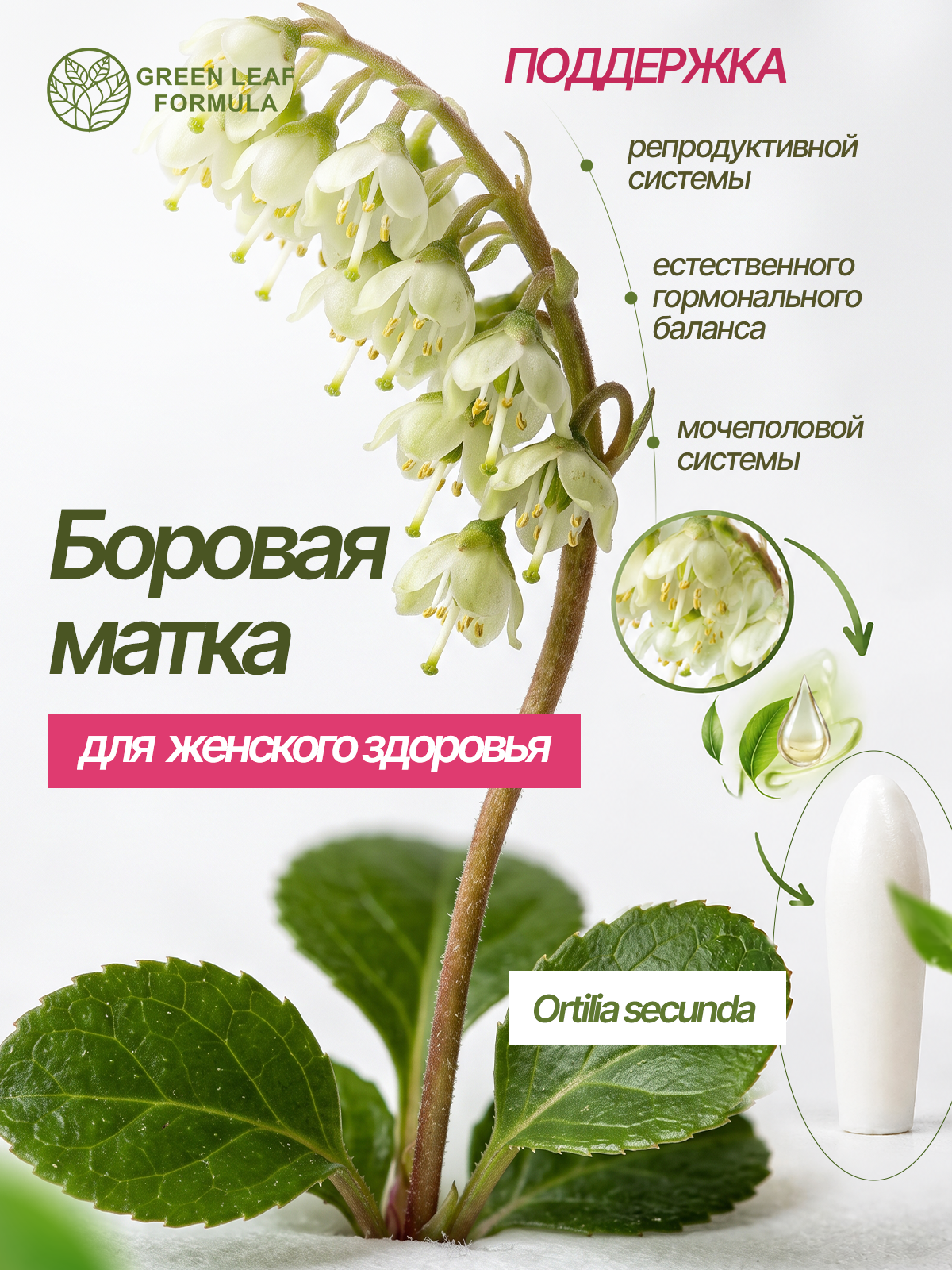 Фитосвечи вагинальные для женщин Green Leaf Formula с бобровой маткой экстракты растений масла от воспалений 10 суппозиториев - фото 4
